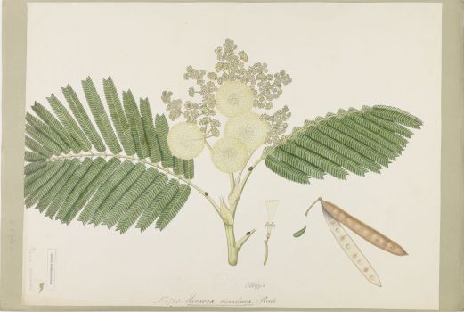 no HD illustration available (4)