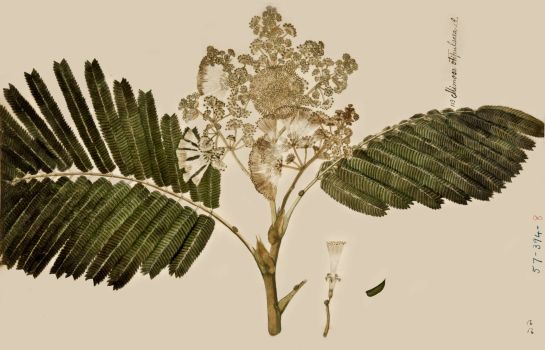 no HD illustration available (4)