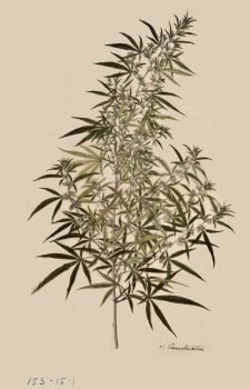 no HD illustration available (4)