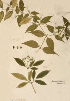 no HD illustration available (4)