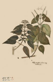 no HD illustration available (4)