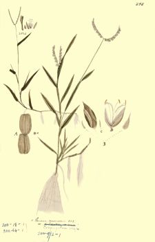 no HD illustration available (4)