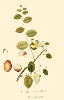 no HD illustration available (4)