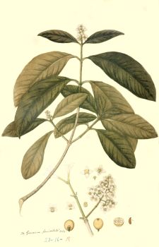 no HD illustration available (4)