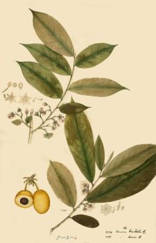 no HD illustration available (4)