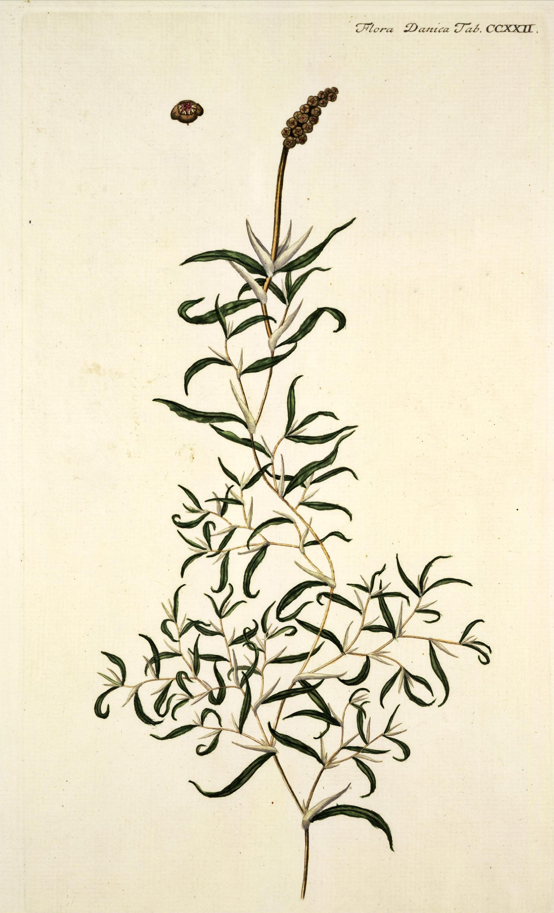 no full size  illustration available (3a)