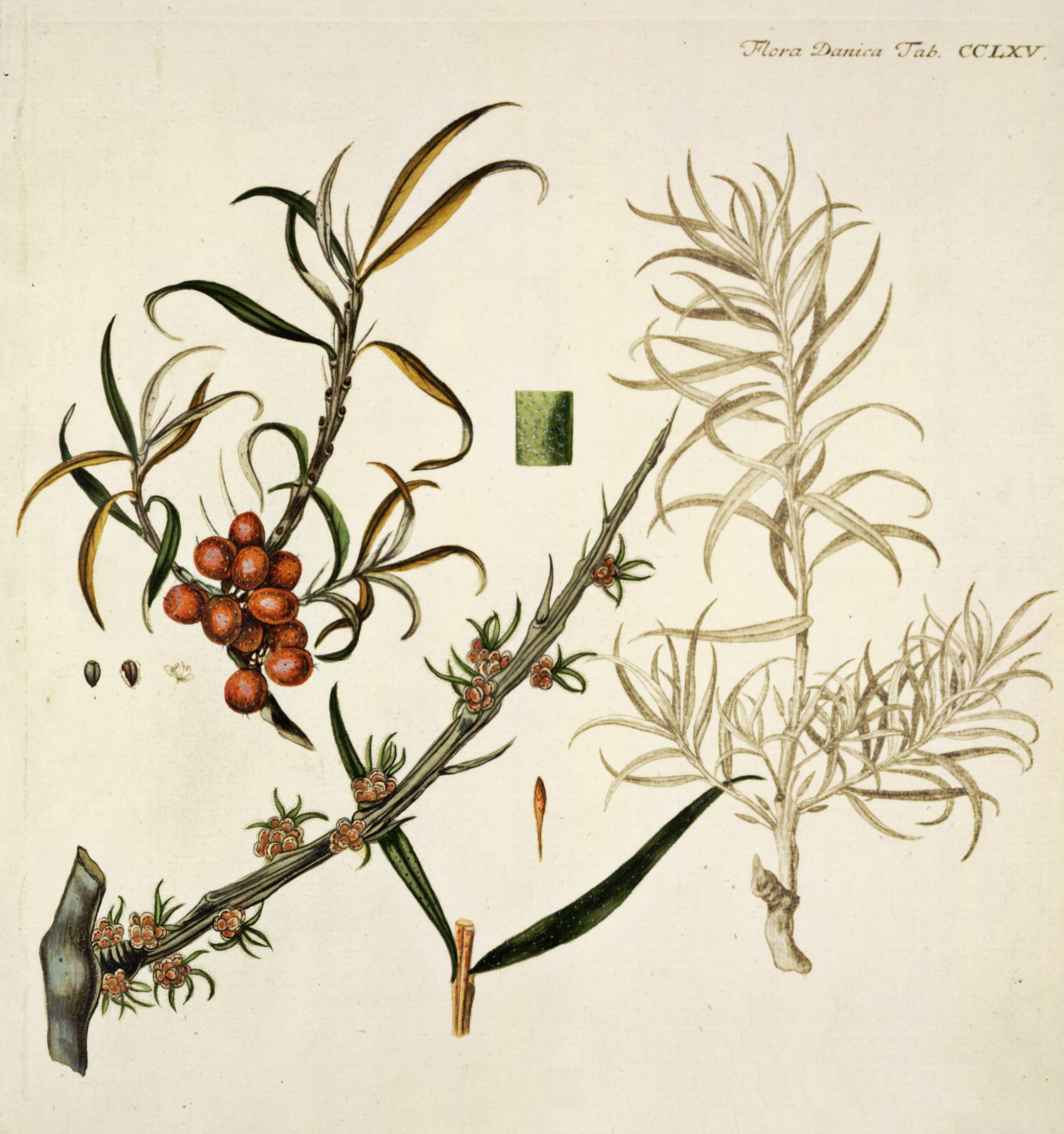 no full size  illustration available (3a)