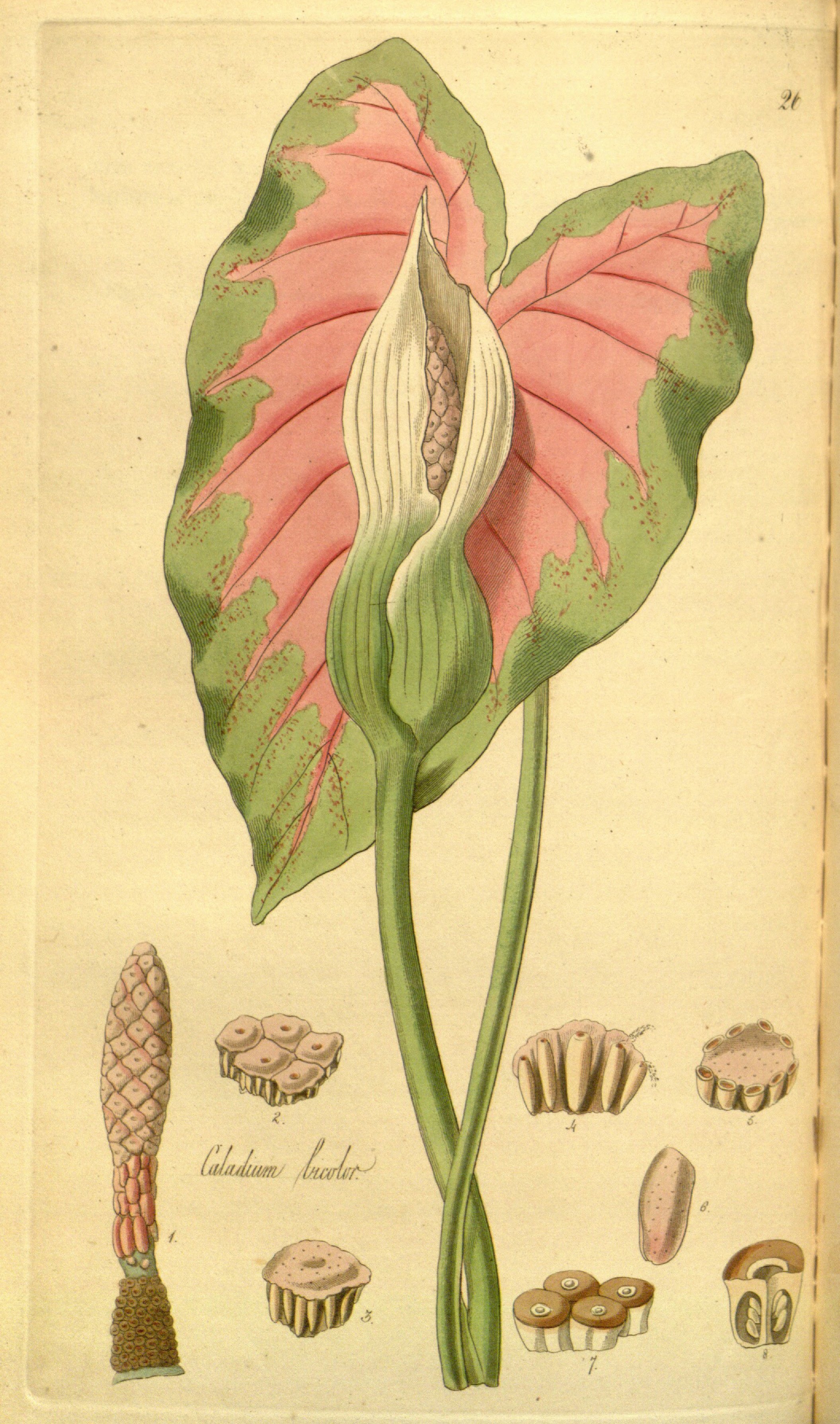 no full size  illustration available (3a)