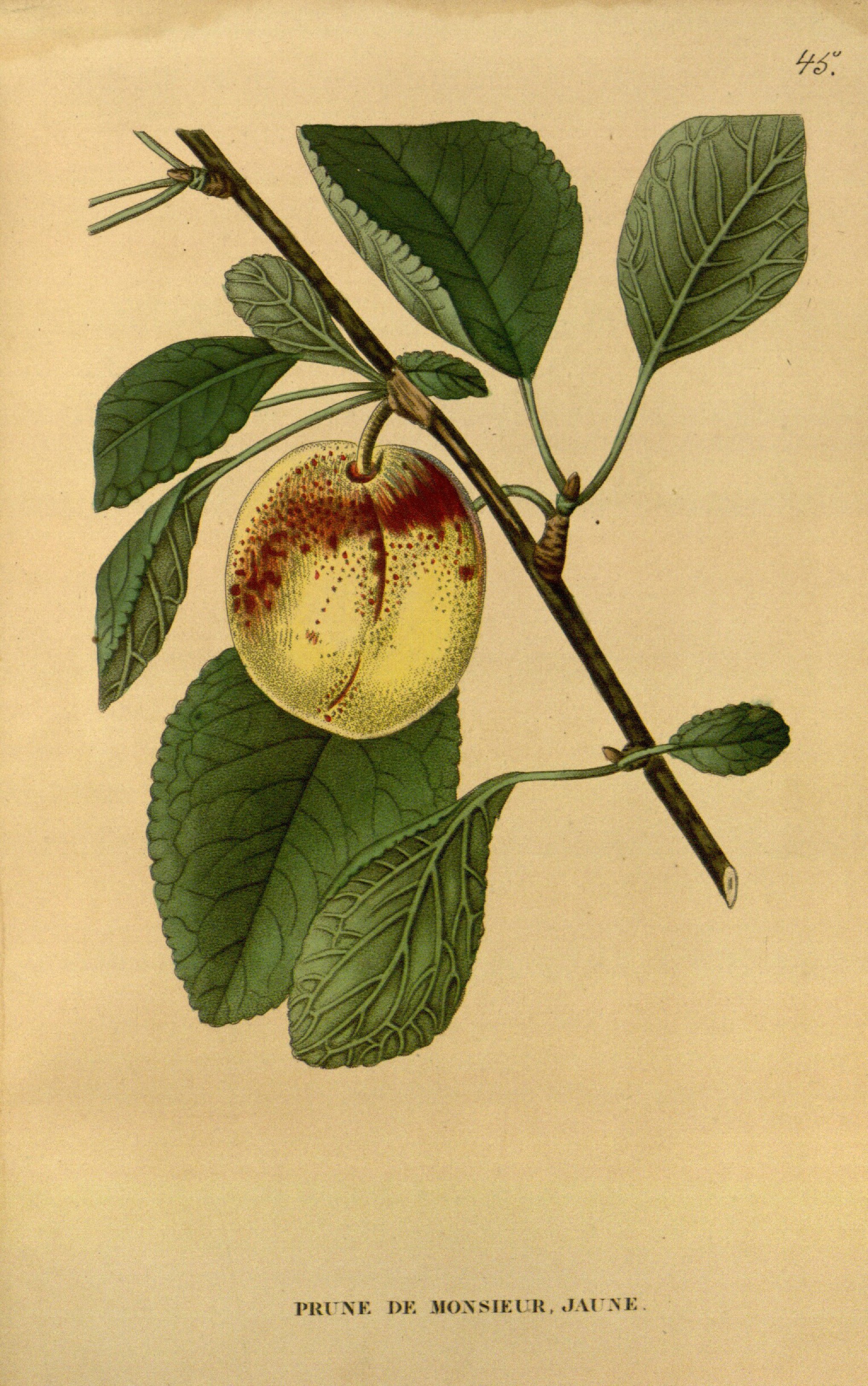 no full size  illustration available (3a)