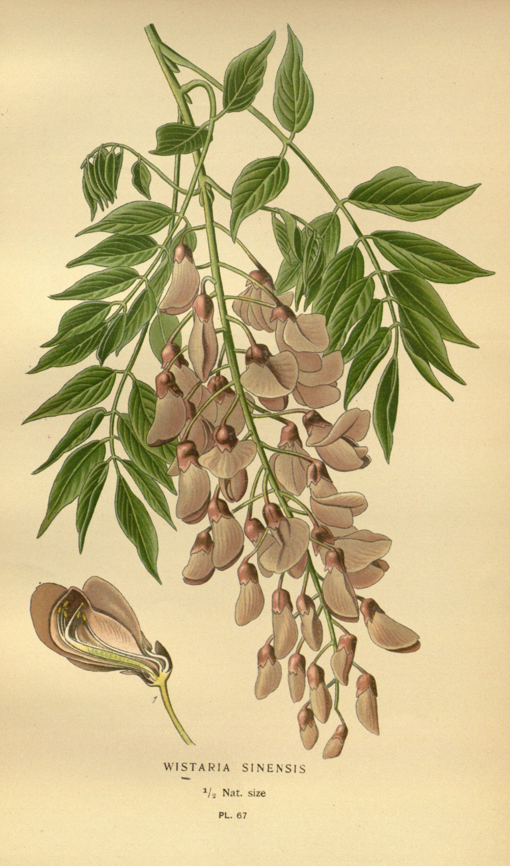 no full size  illustration available (3a)