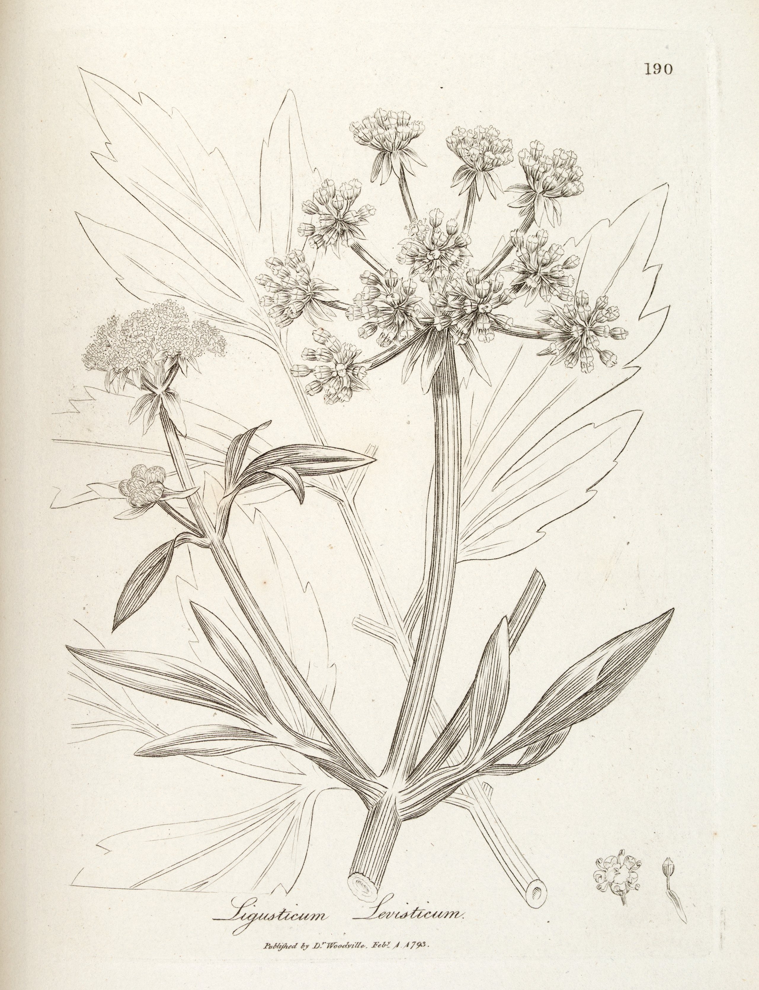 no full size  illustration available (3a)