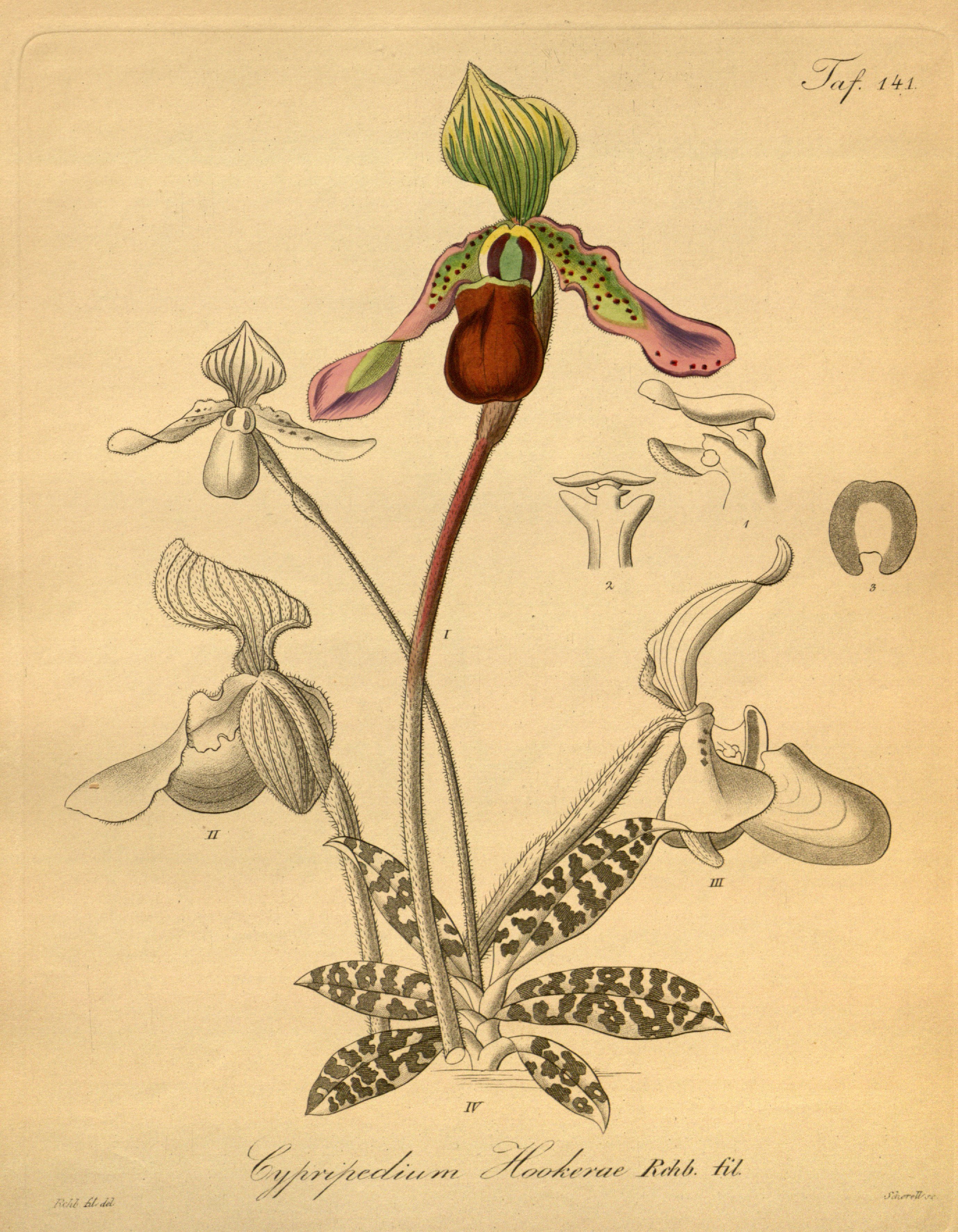 no full size  illustration available (3a)