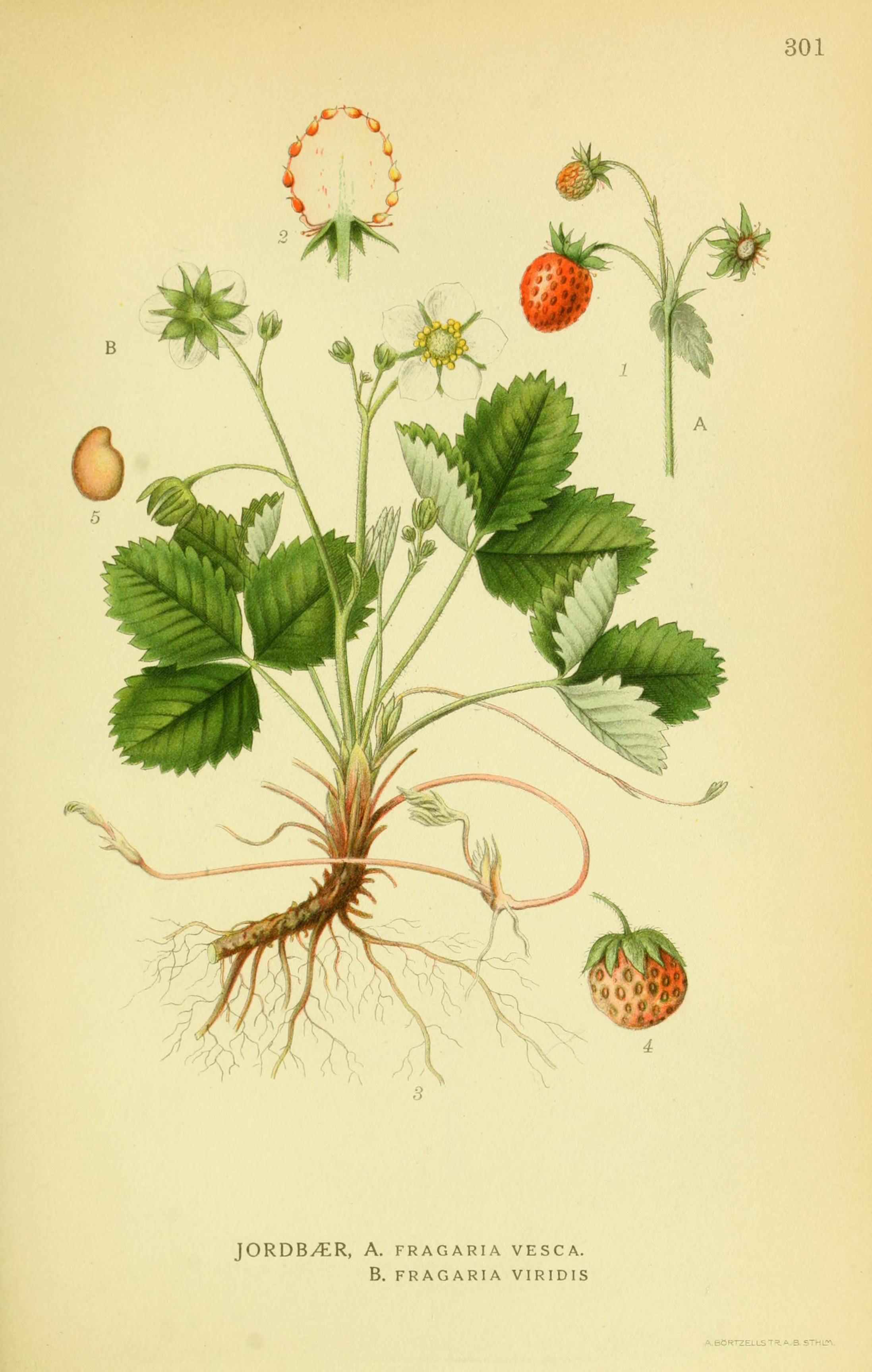 no full size  illustration available (3a)