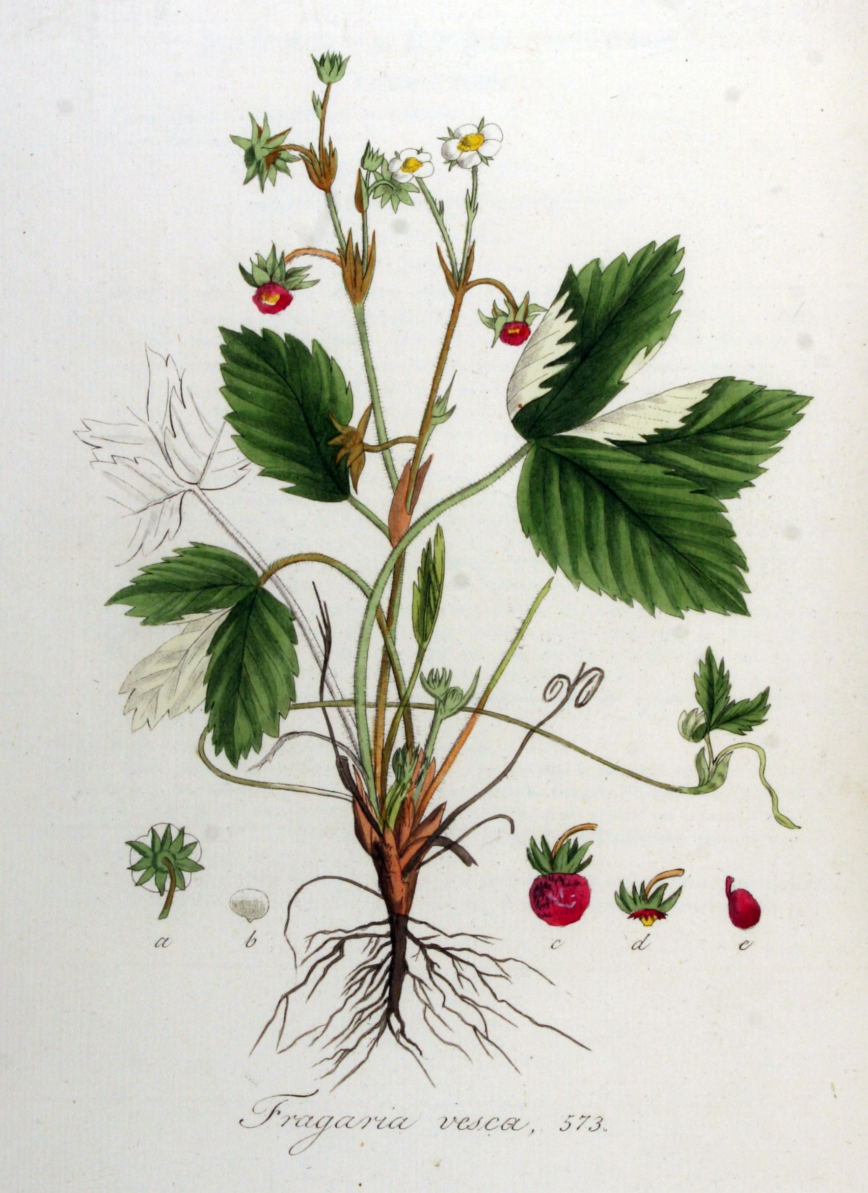 no full size  illustration available (3a)