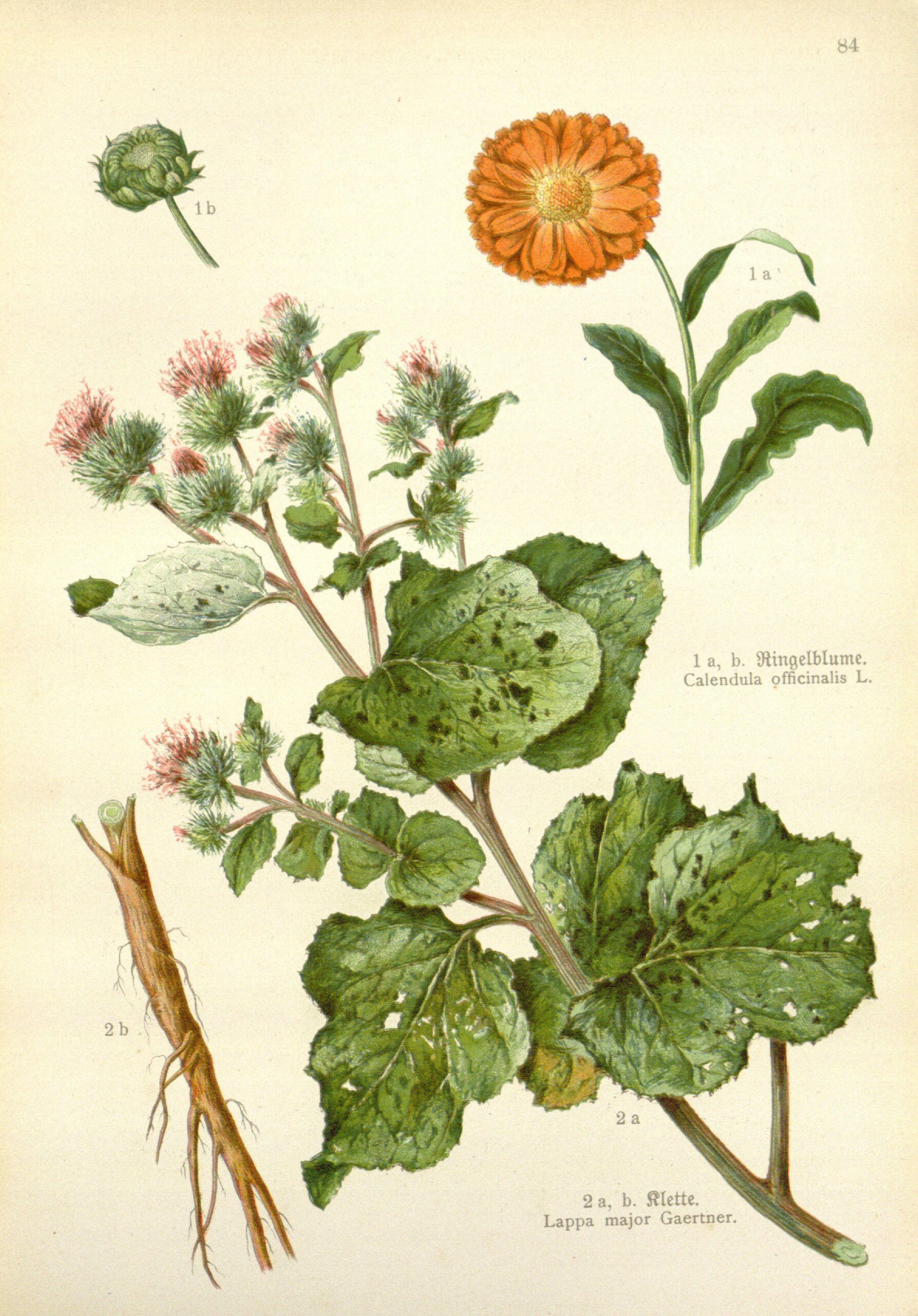 no full size  illustration available (3a)