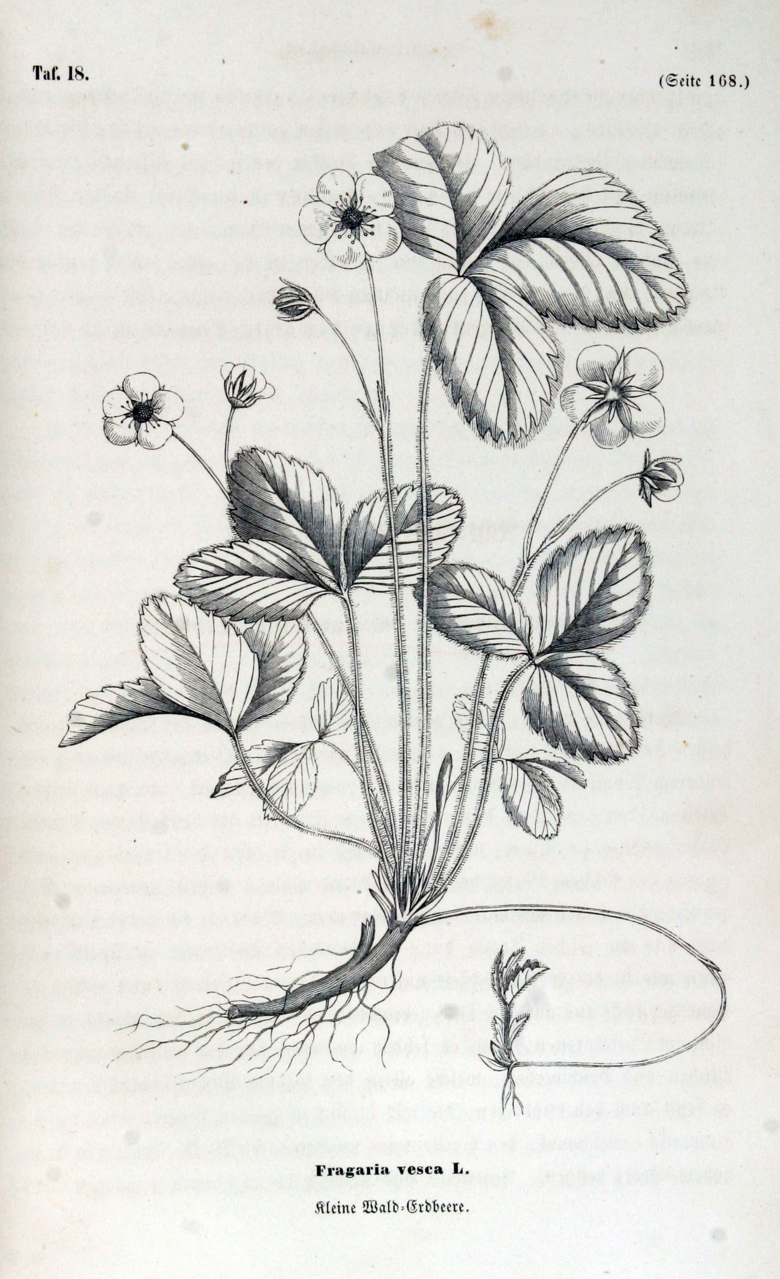 no full size  illustration available (3a)