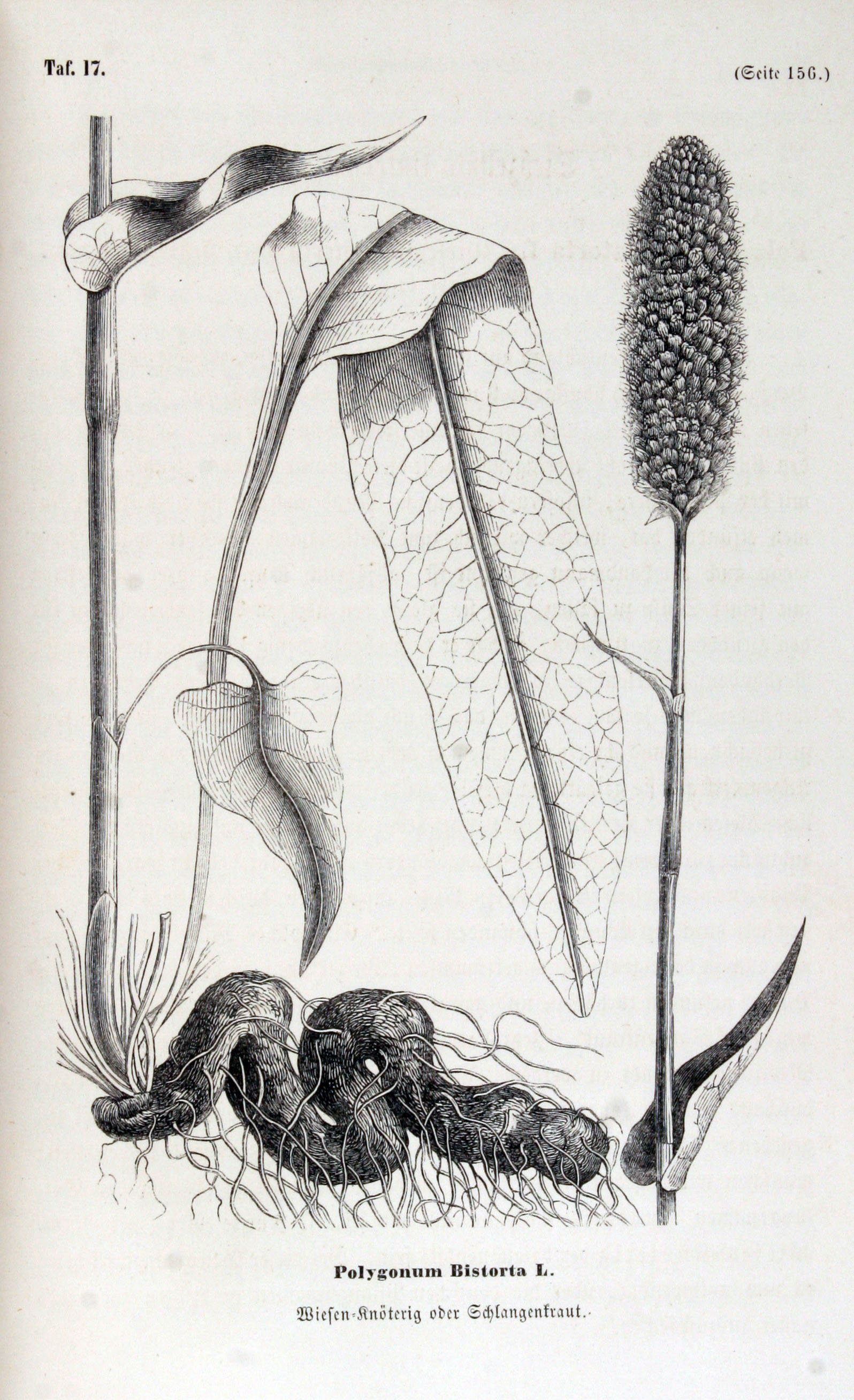 no full size  illustration available (3a)