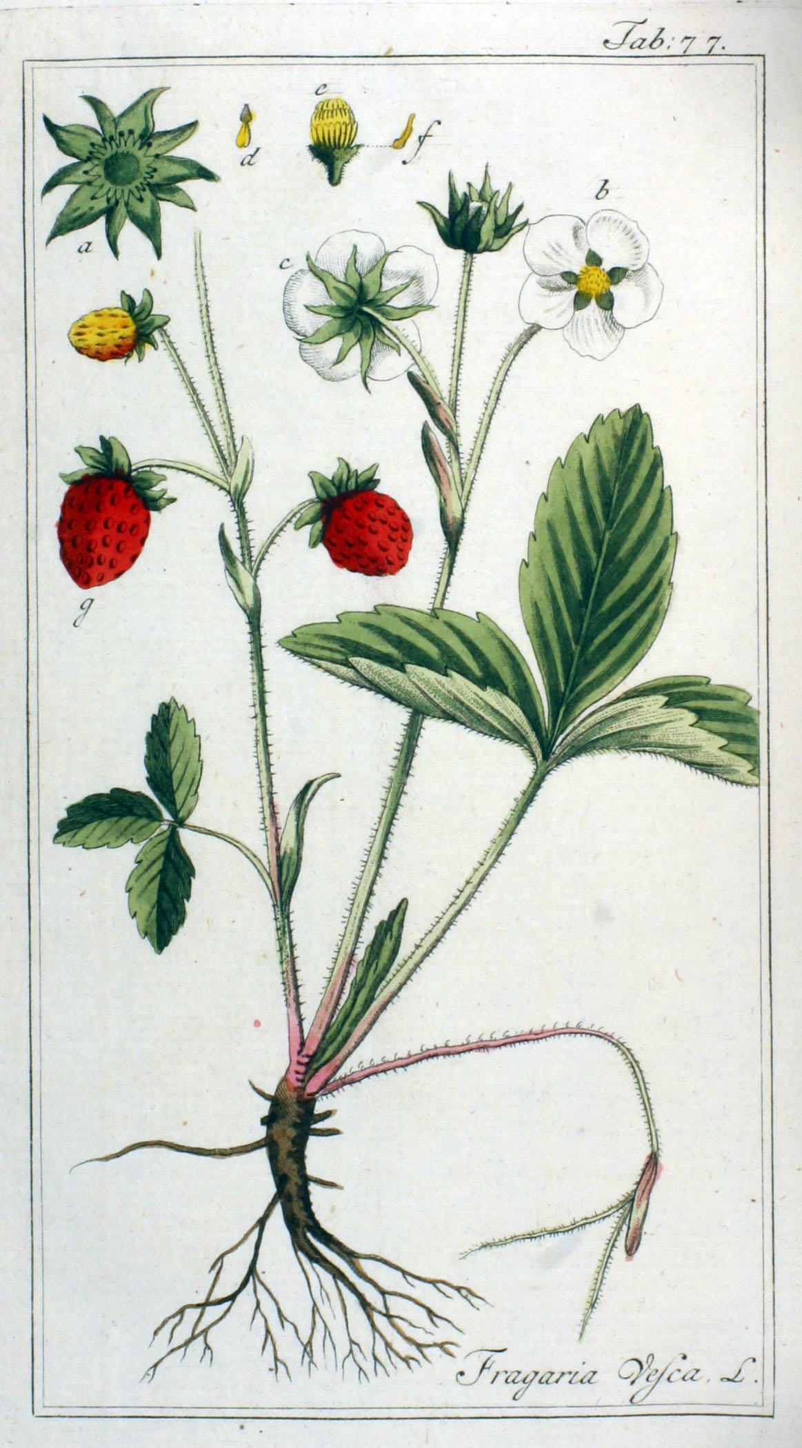 no full size  illustration available (3a)