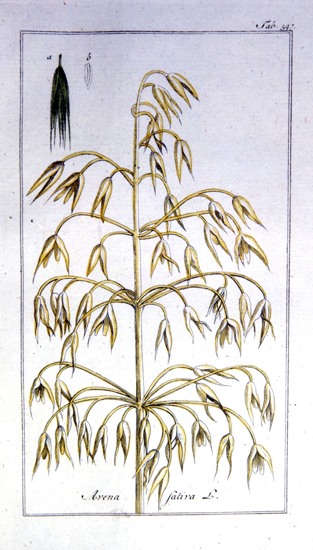 no full size  illustration available (3a)