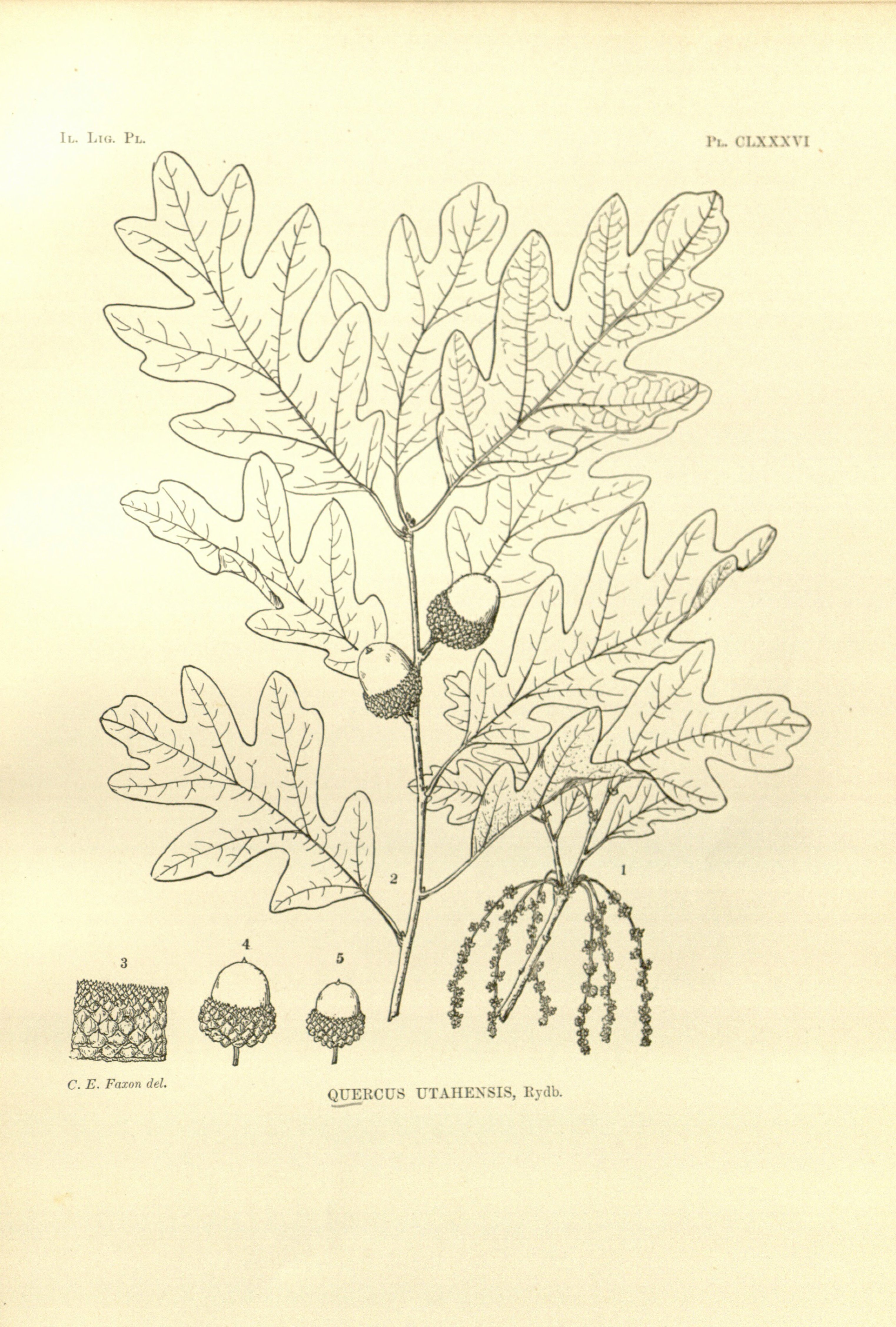 no full size  illustration available (3a)