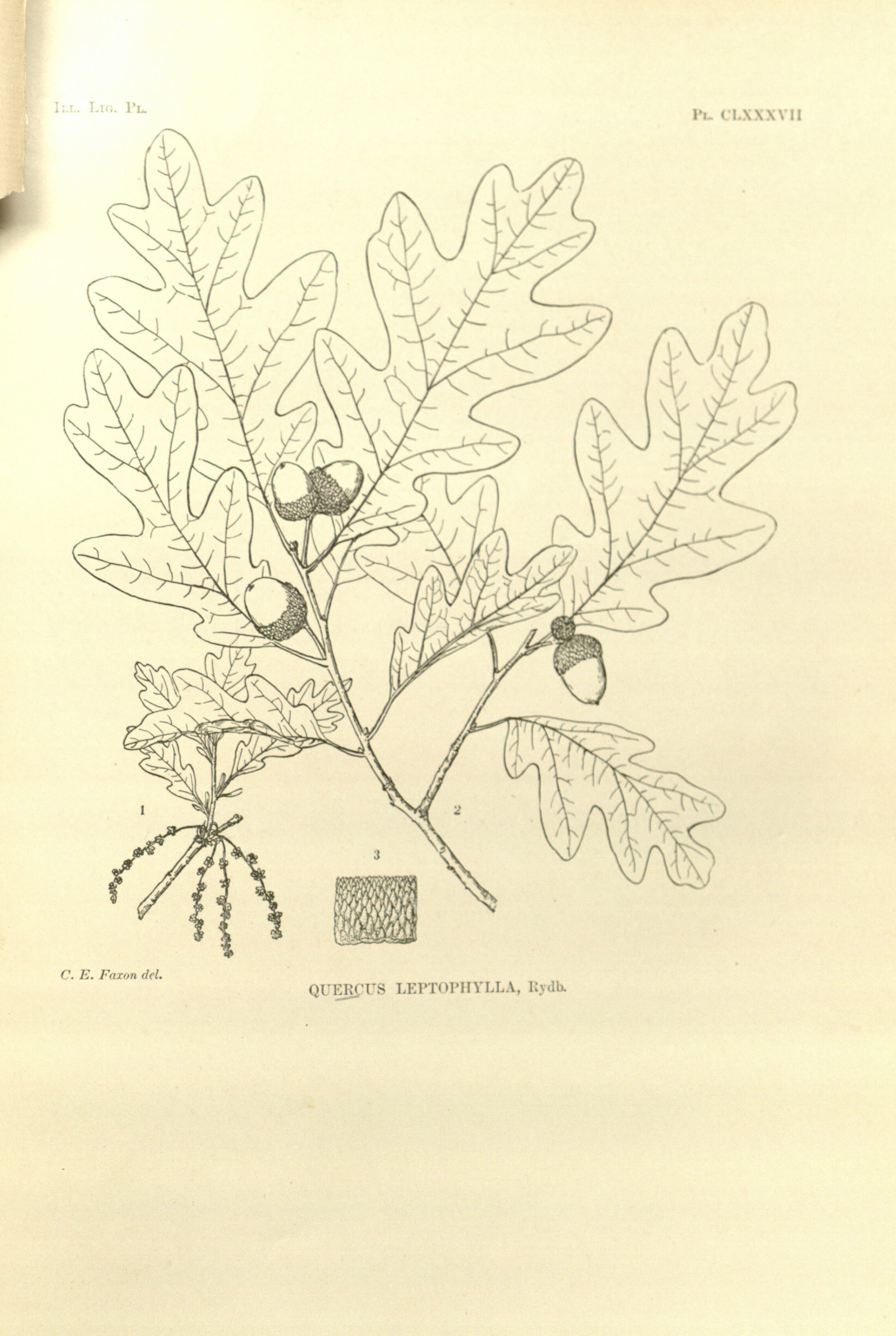 no full size  illustration available (3a)