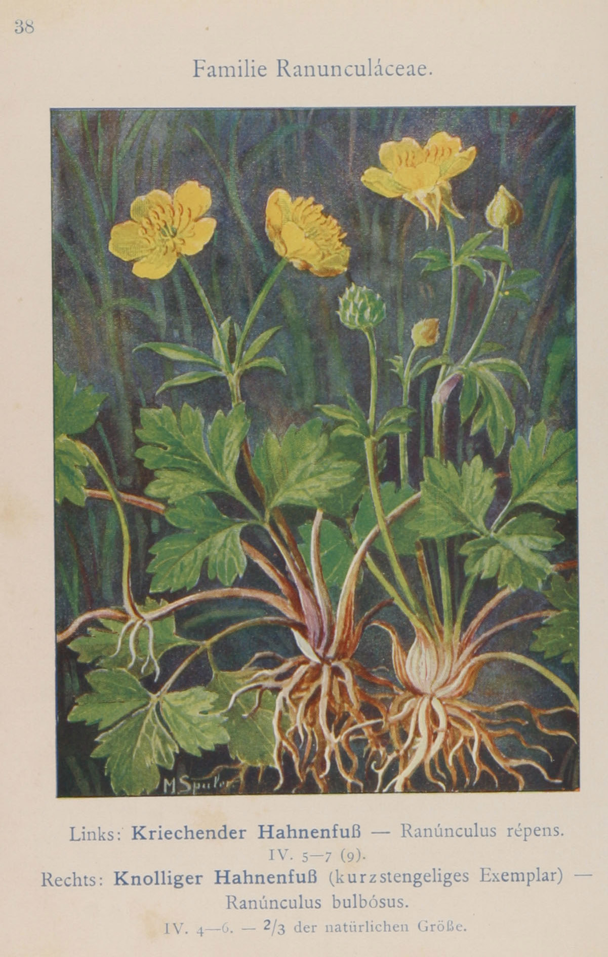 no full size  illustration available (3a)