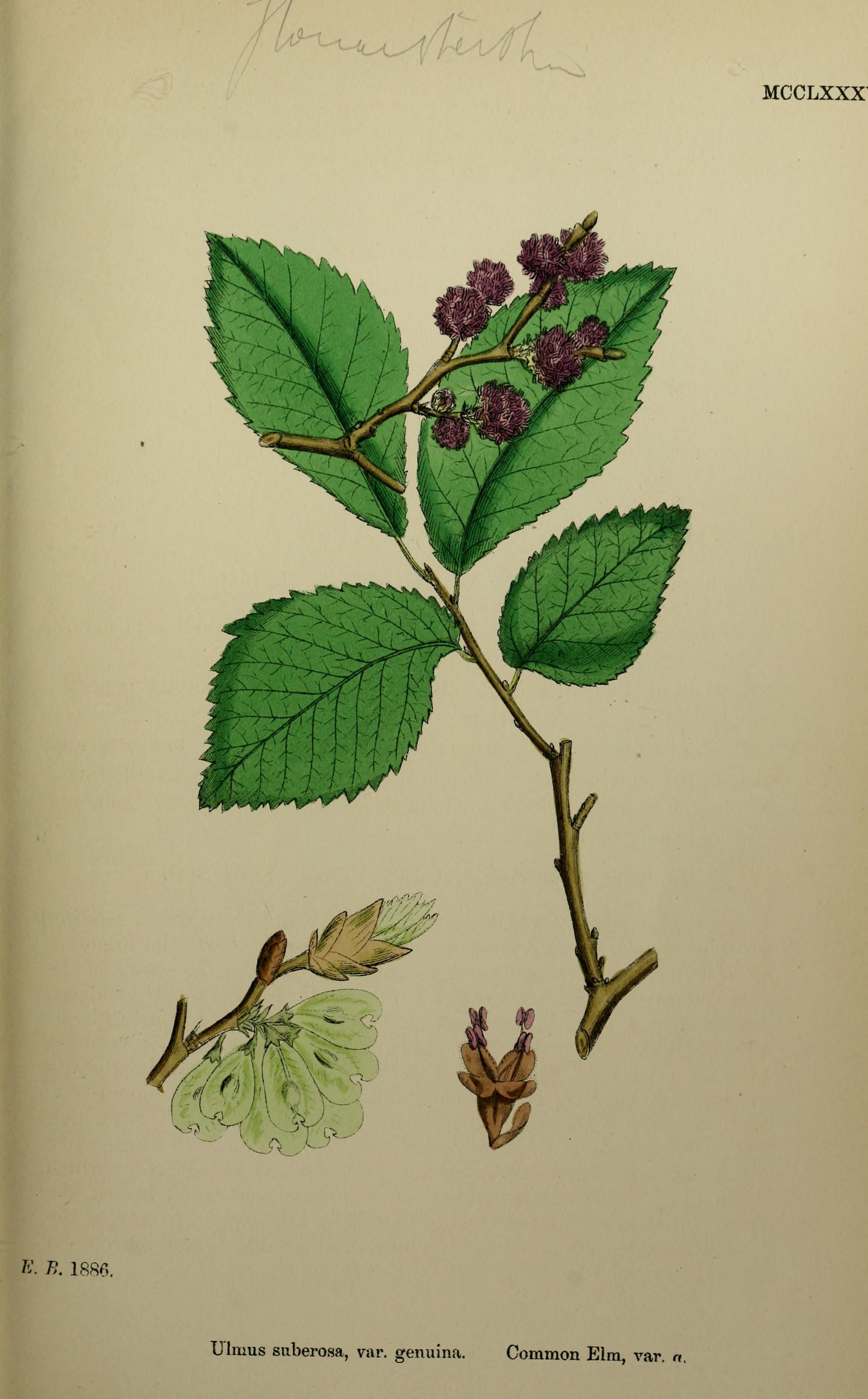 no full size  illustration available (3a)