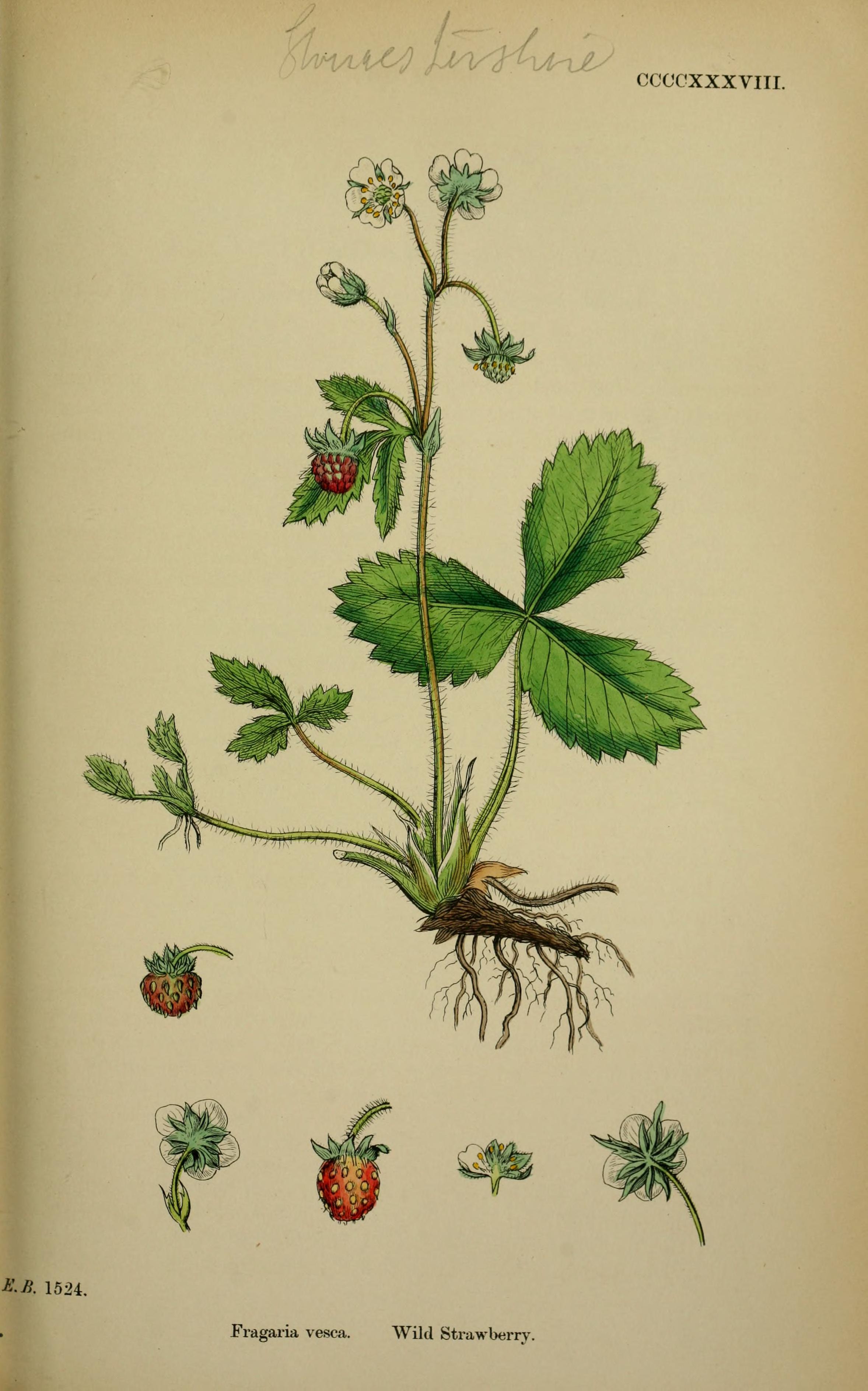 no full size  illustration available (3a)