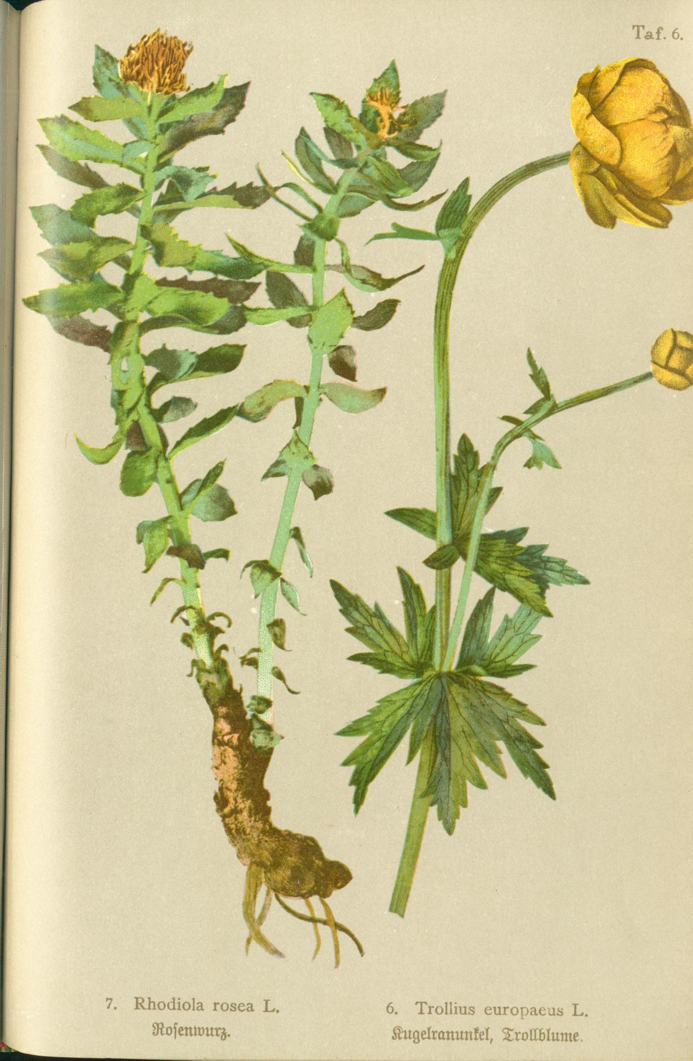 no full size  illustration available (3a)