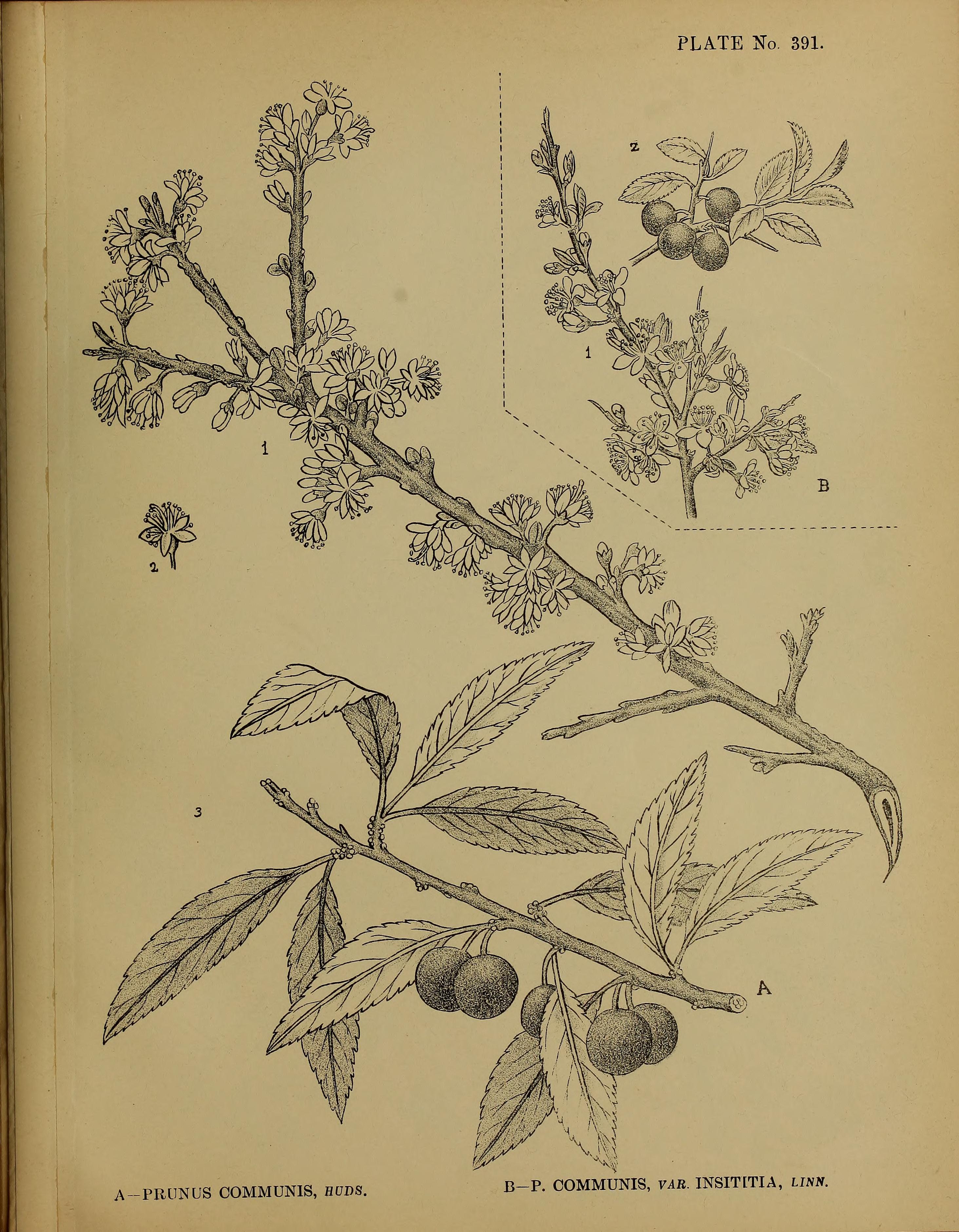 no full size  illustration available (3a)