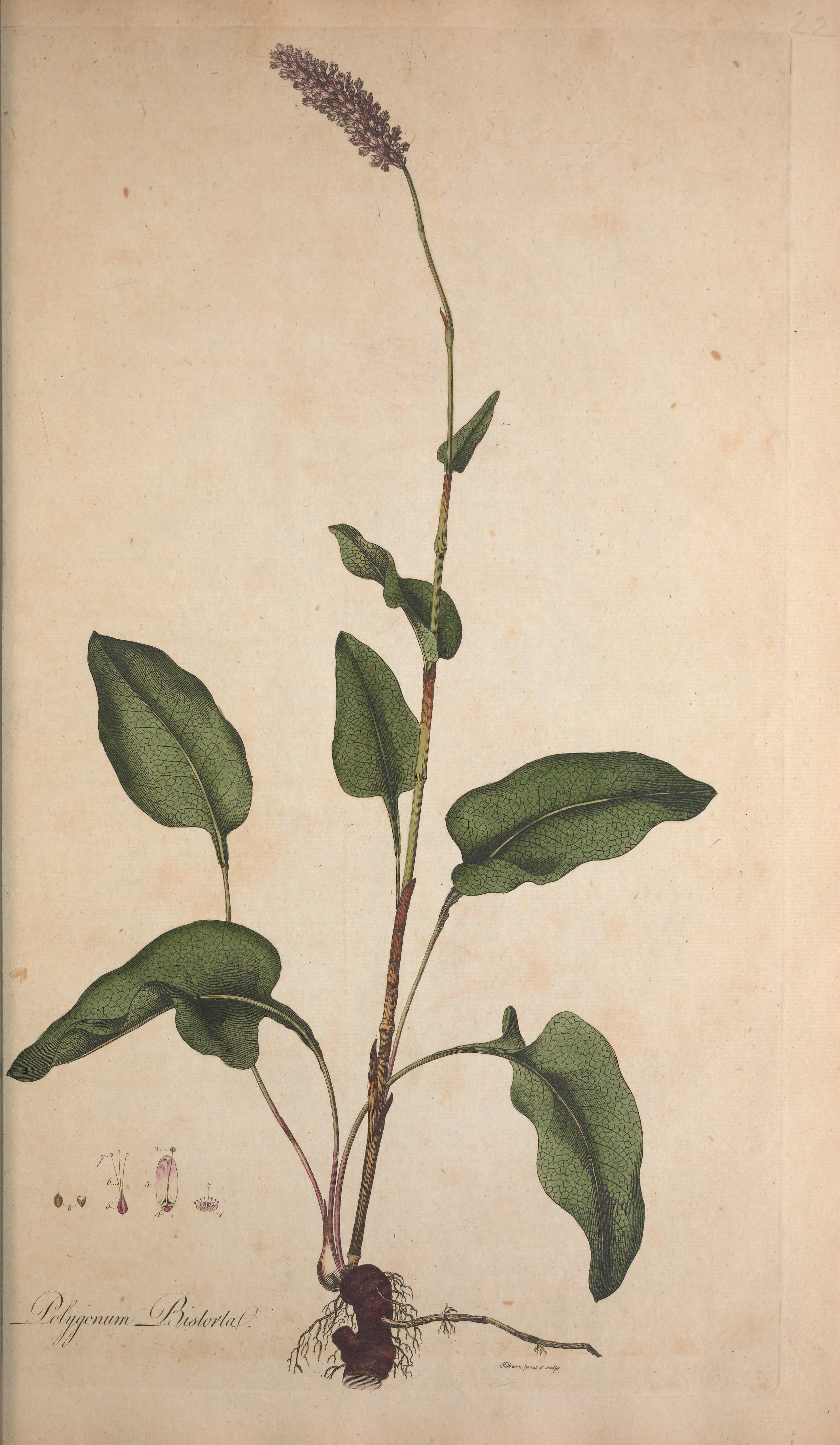 no full size  illustration available (3a)