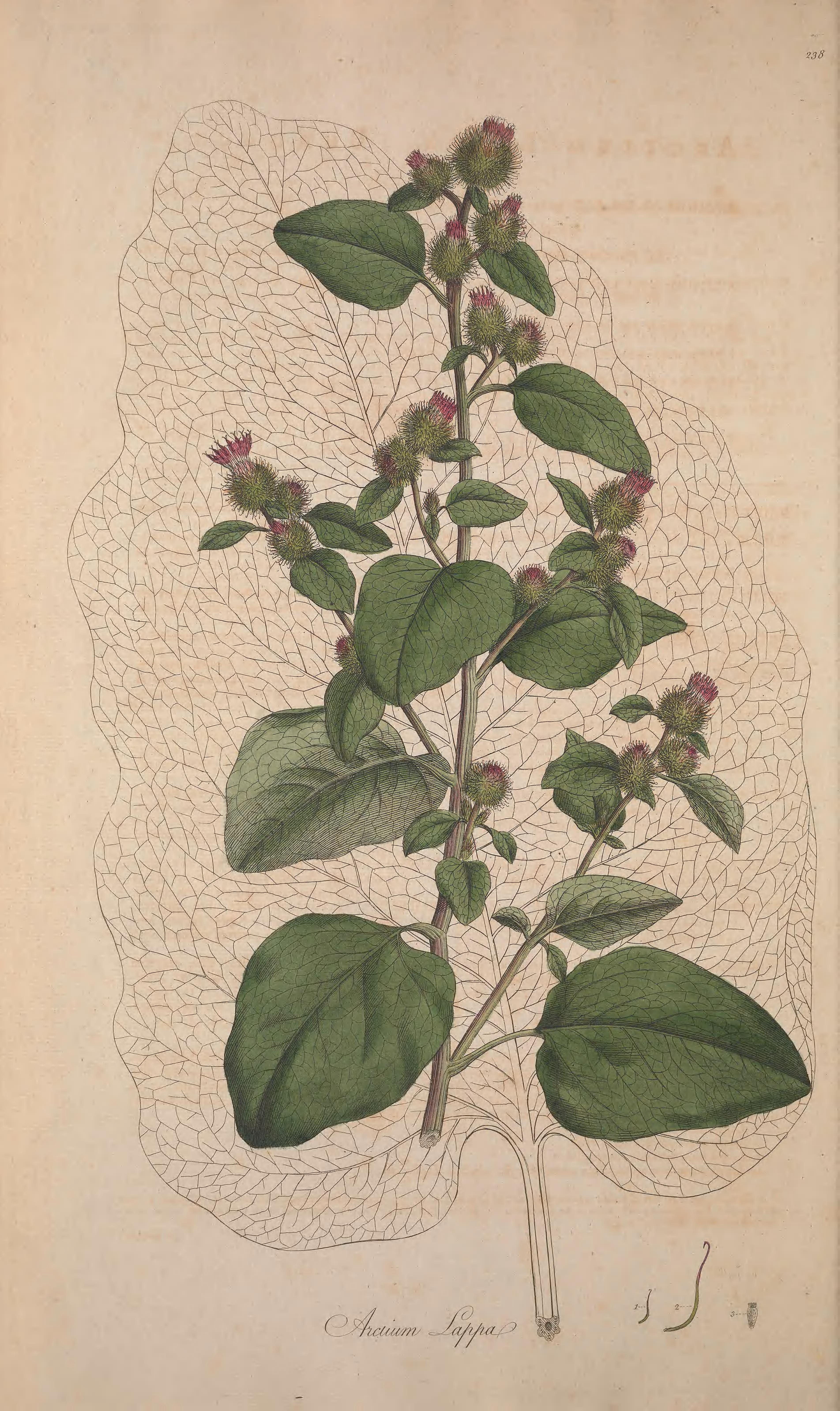 no full size  illustration available (3a)