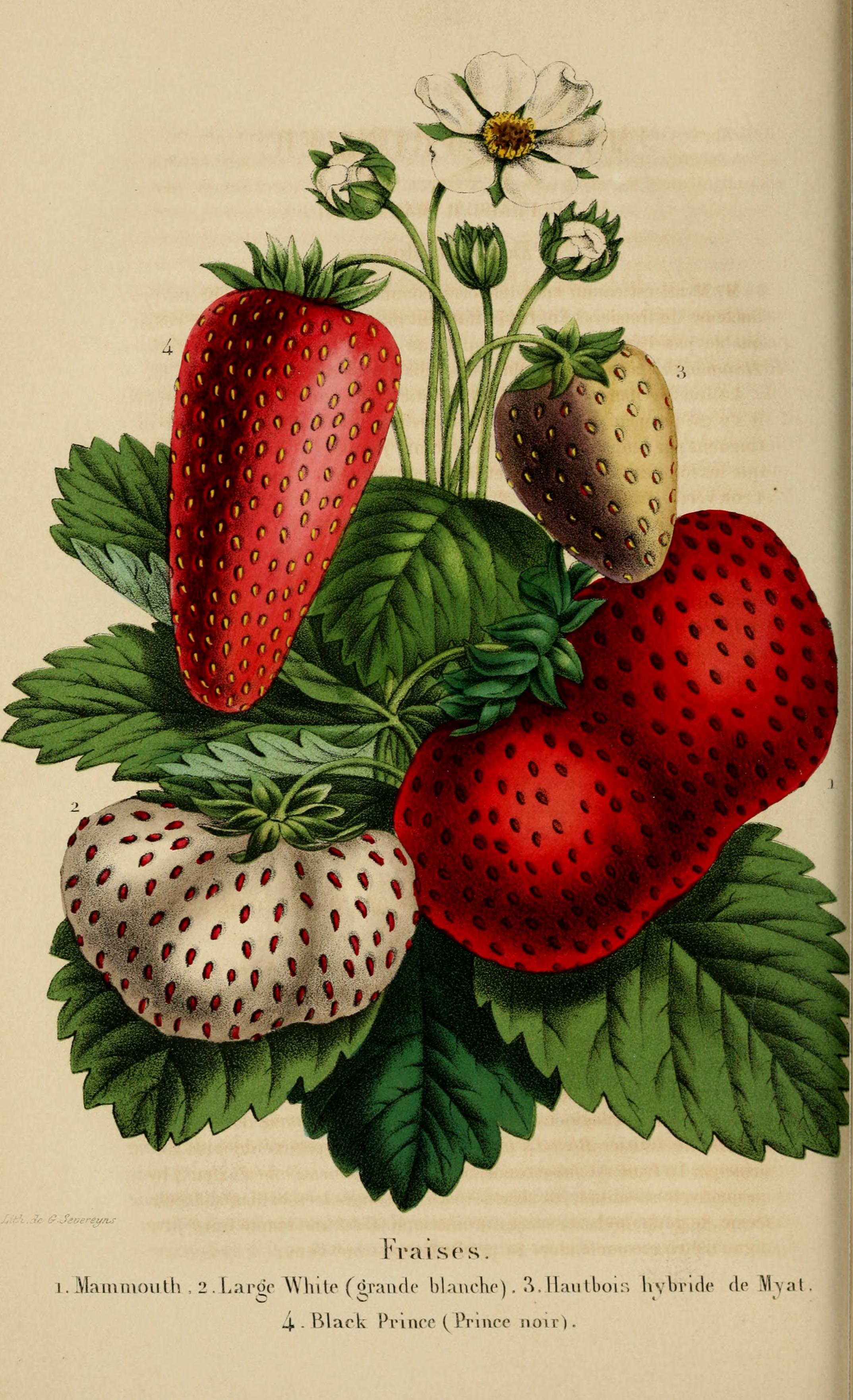 no full size  illustration available (3a)