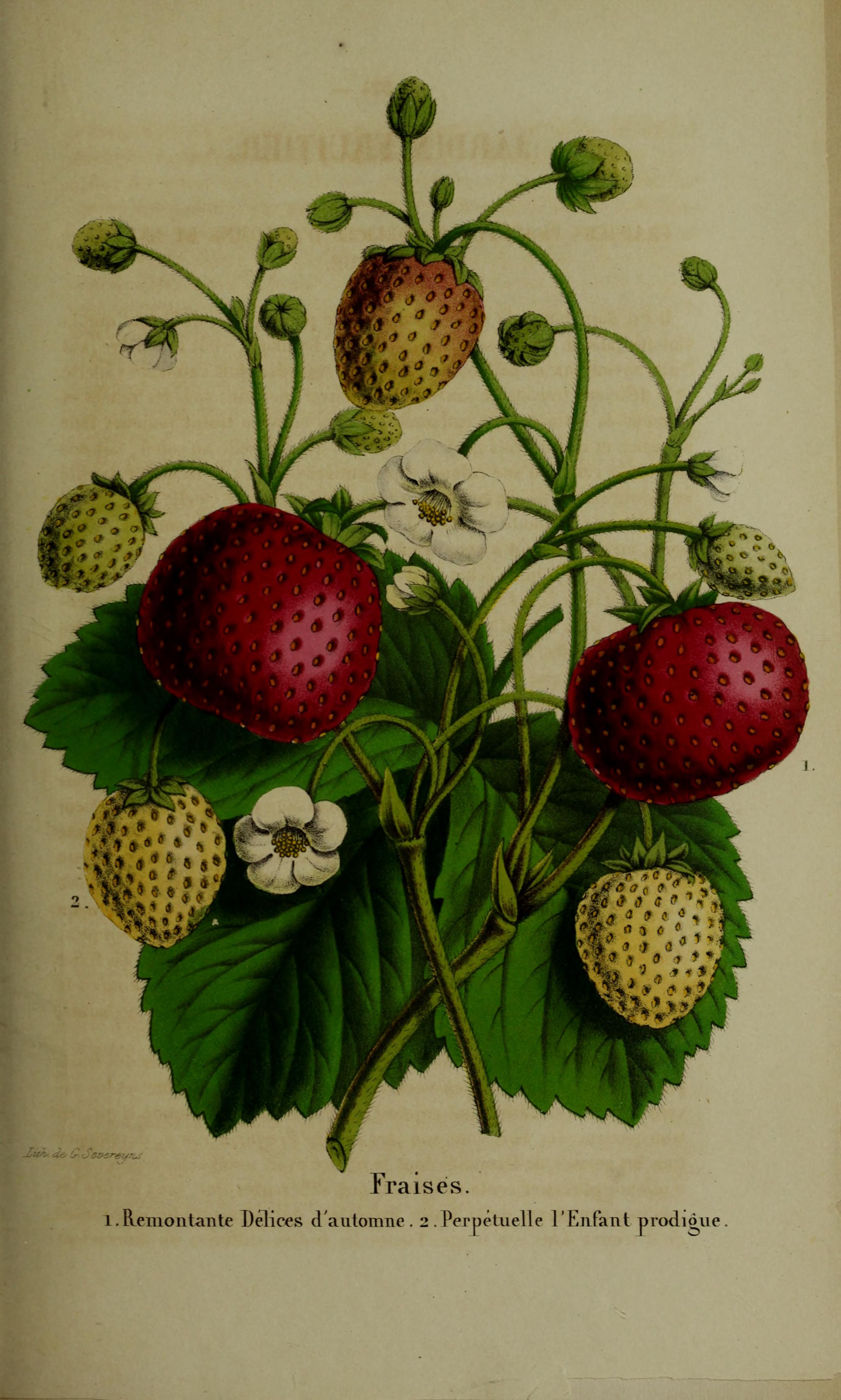 no full size  illustration available (3a)