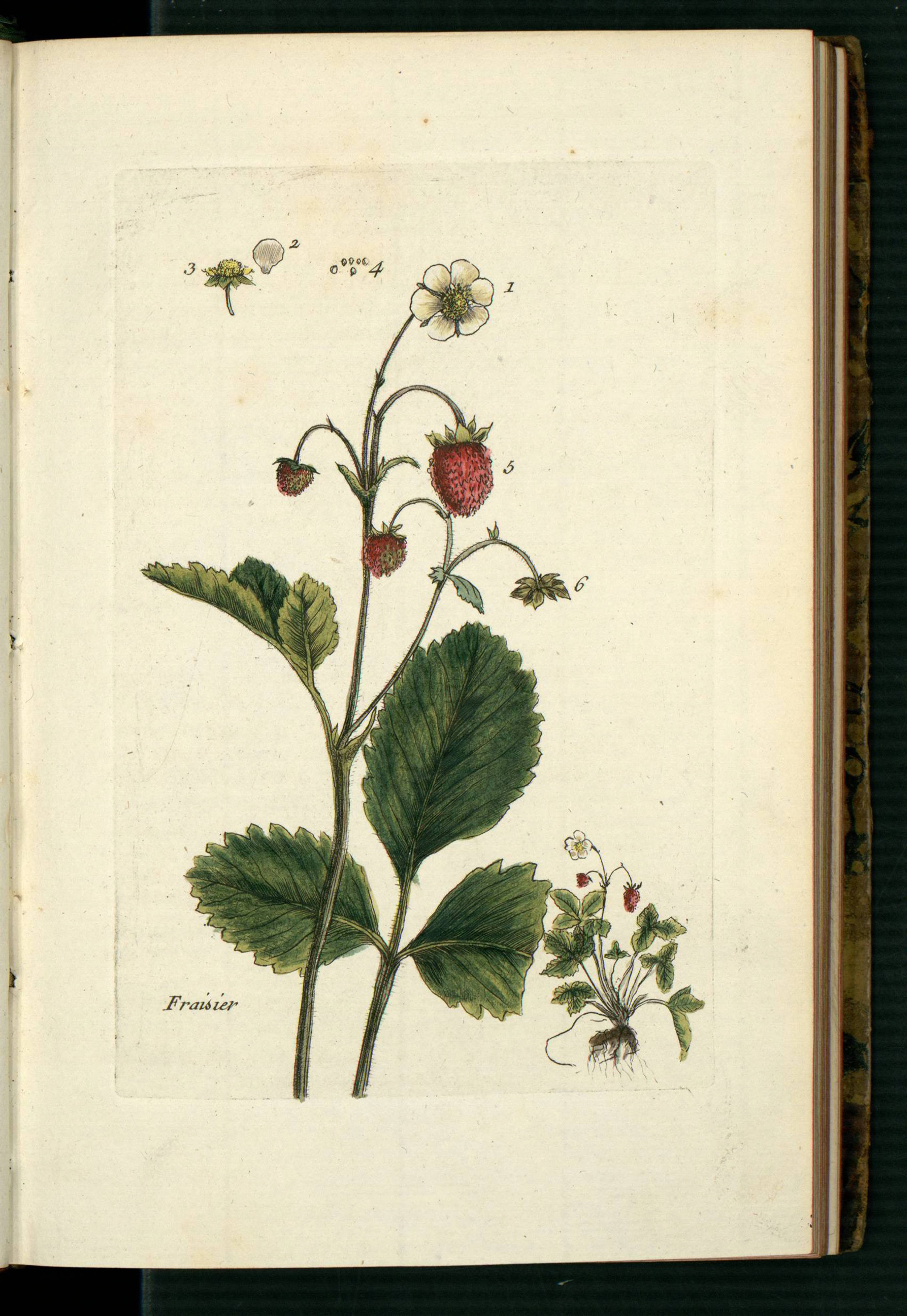 no full size  illustration available (3a)