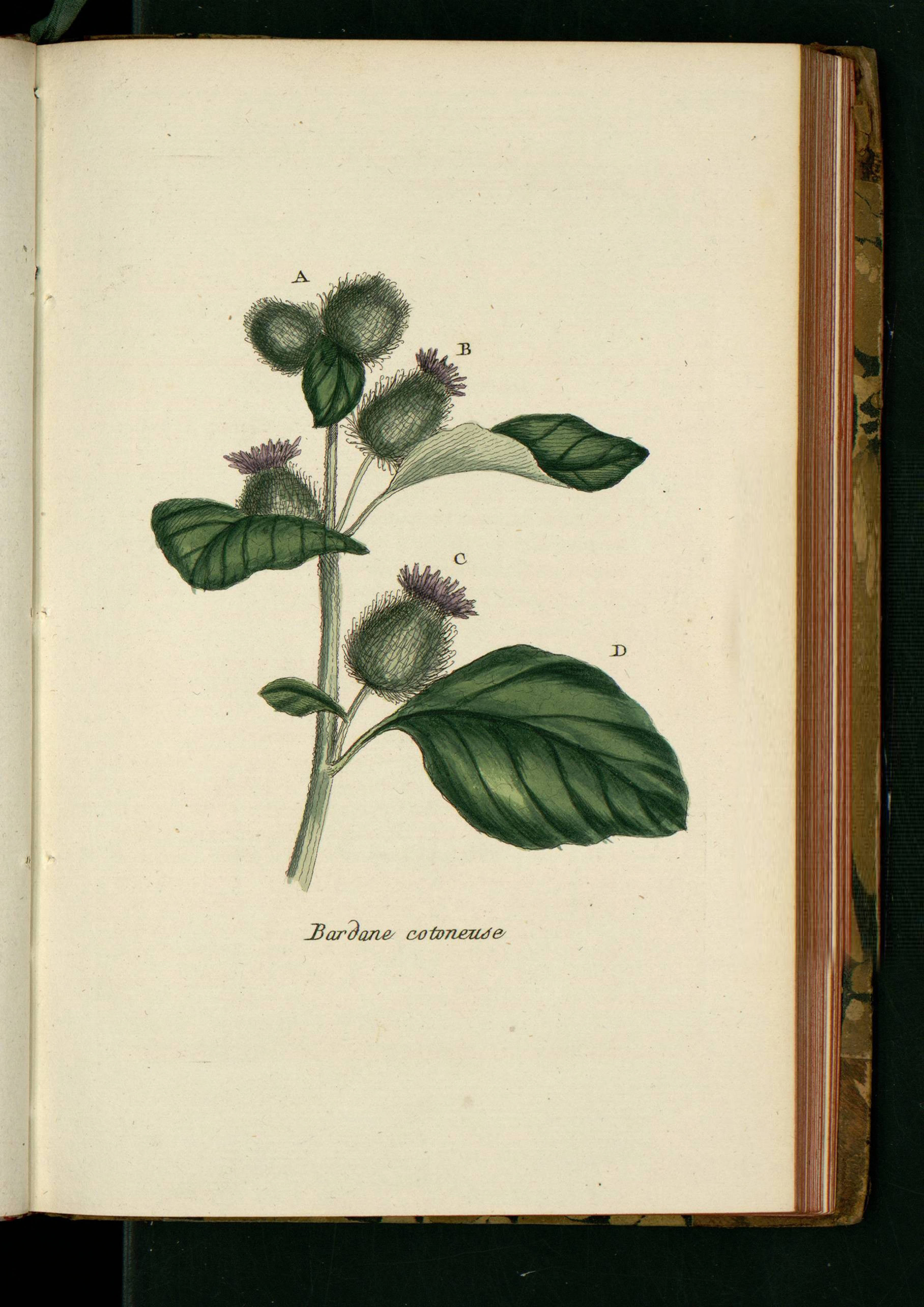 no full size  illustration available (3a)