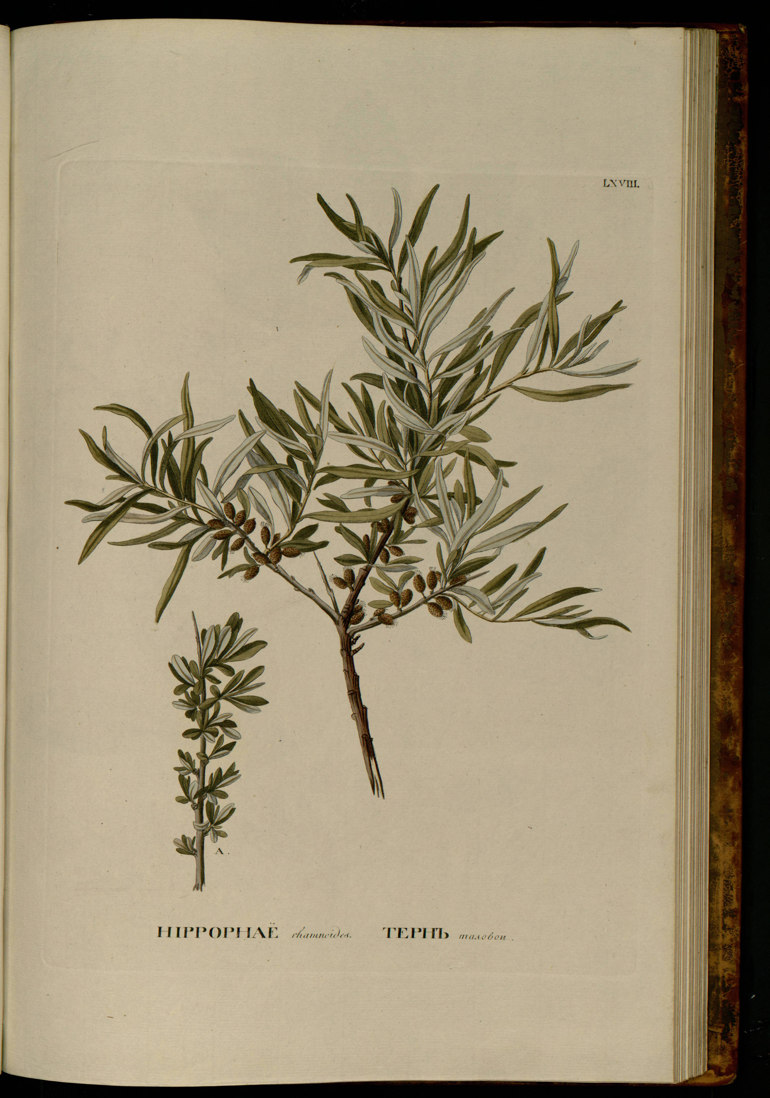 no full size  illustration available (3a)