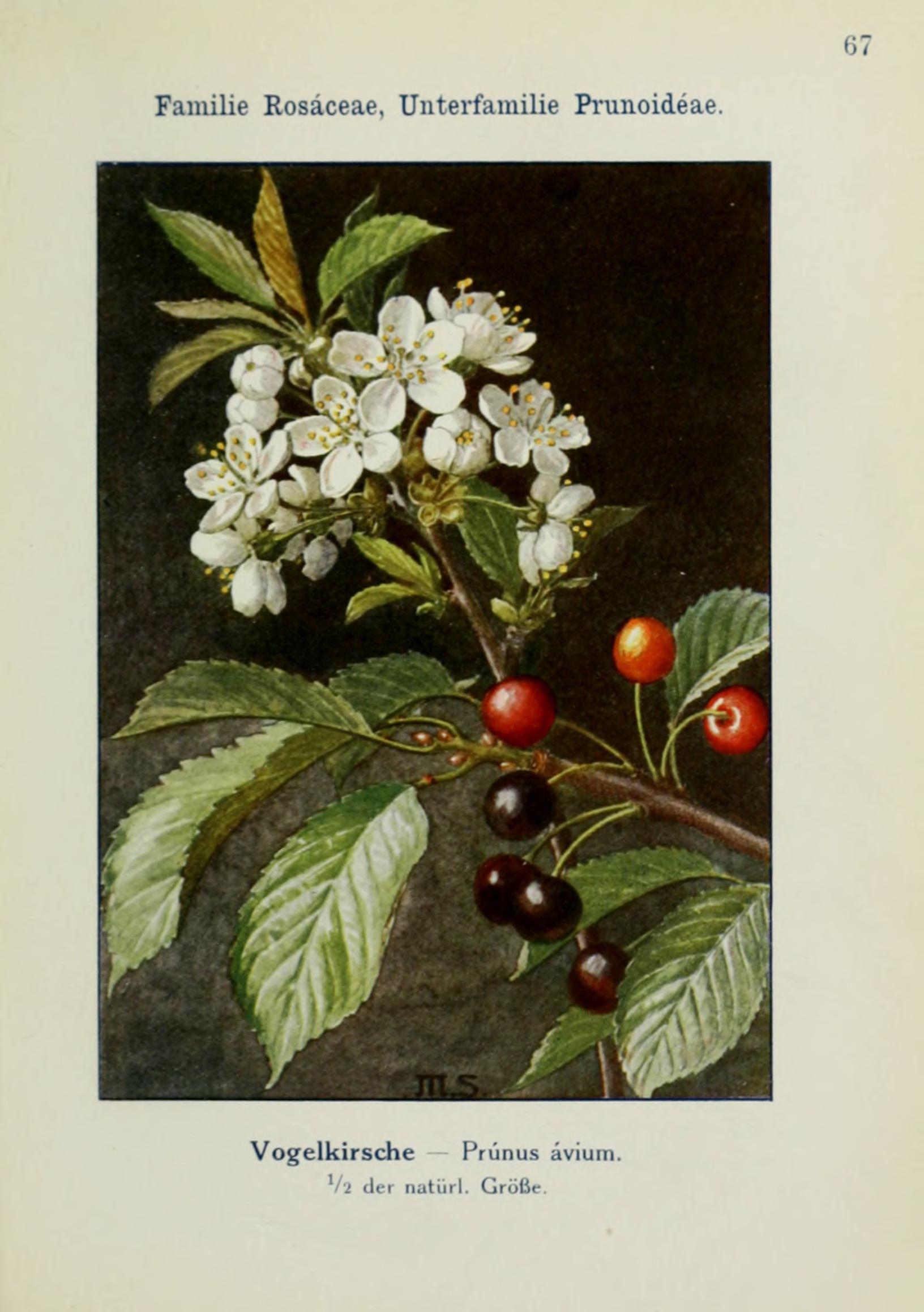 no full size  illustration available (3a)