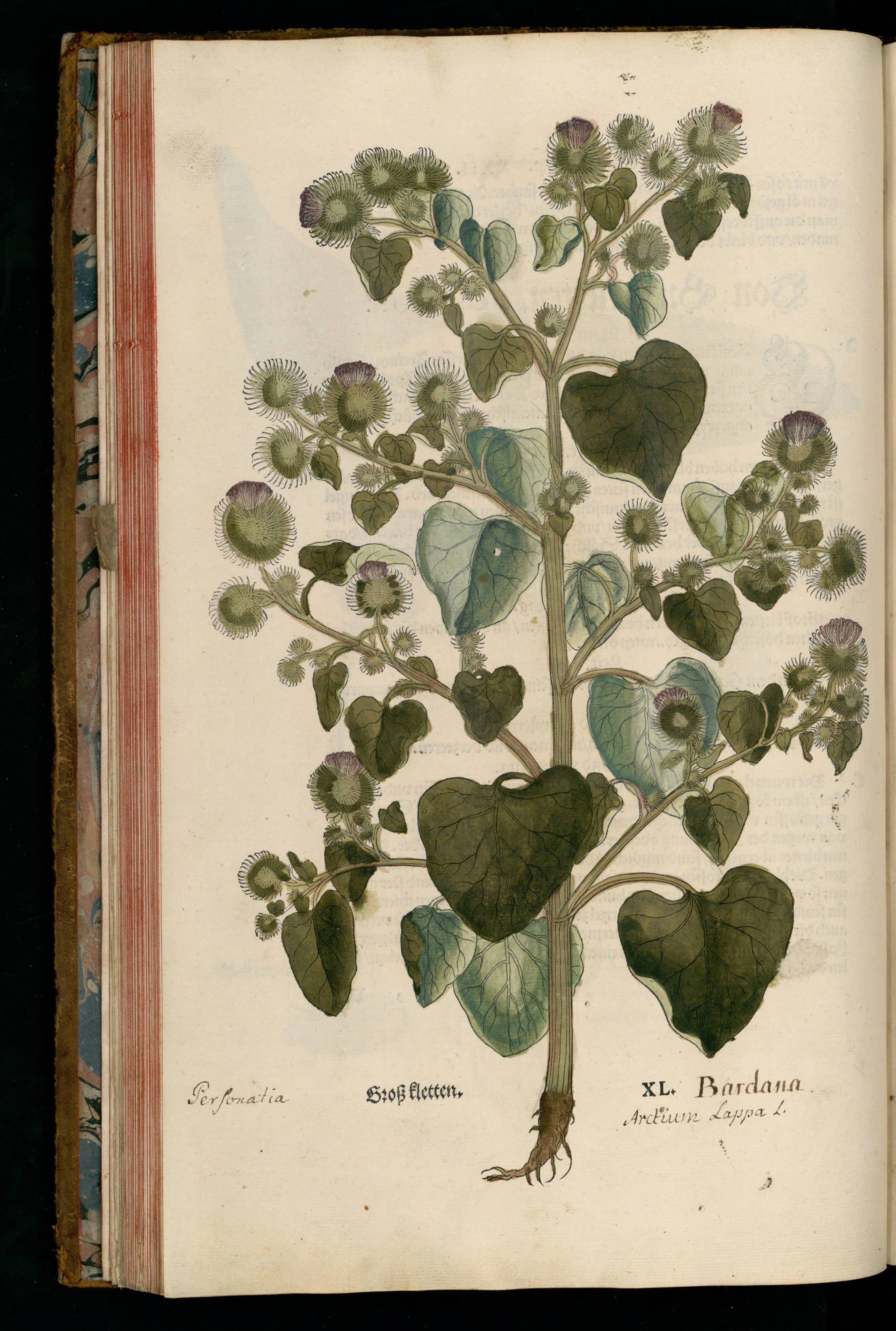 no full size  illustration available (3a)