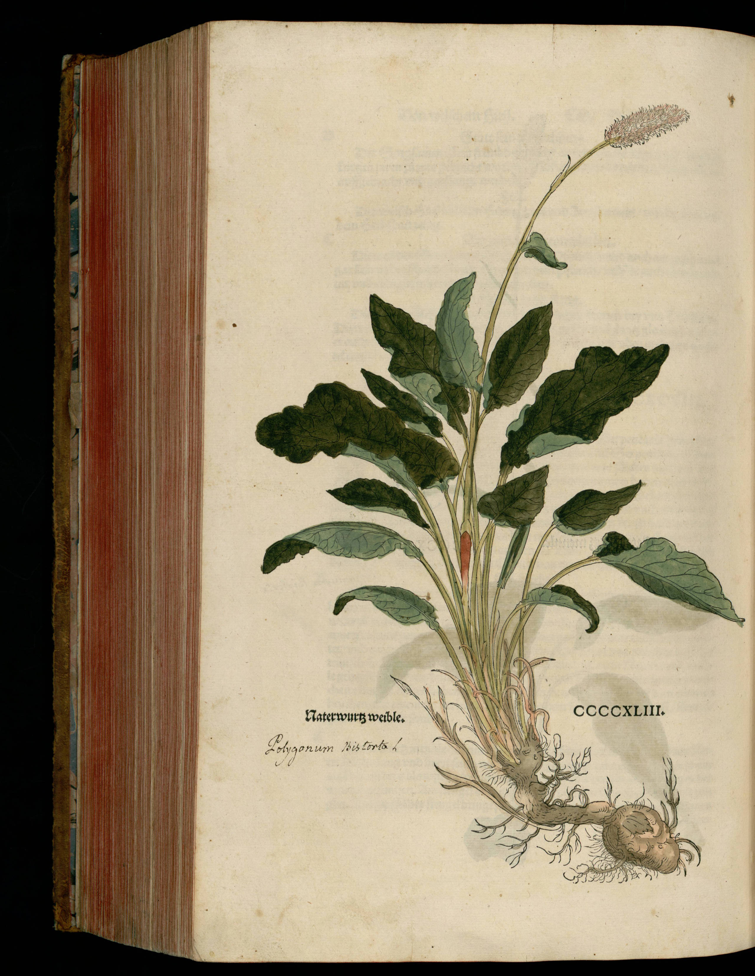 no full size  illustration available (3a)