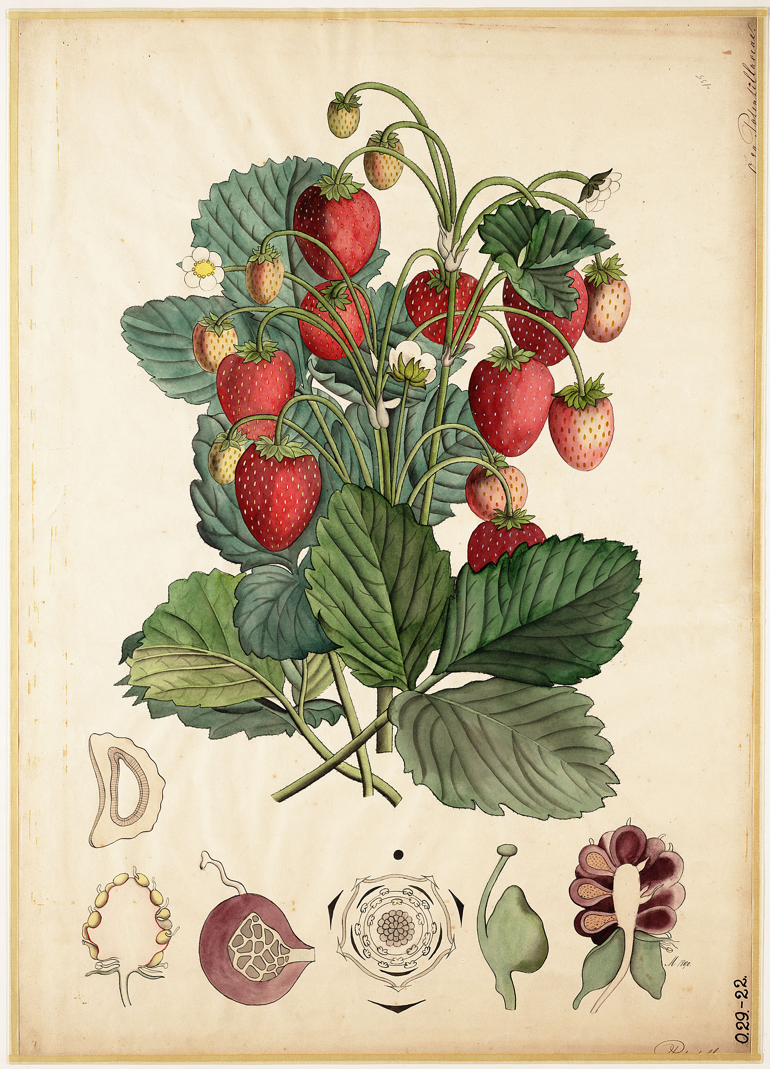 no full size  illustration available (3a)