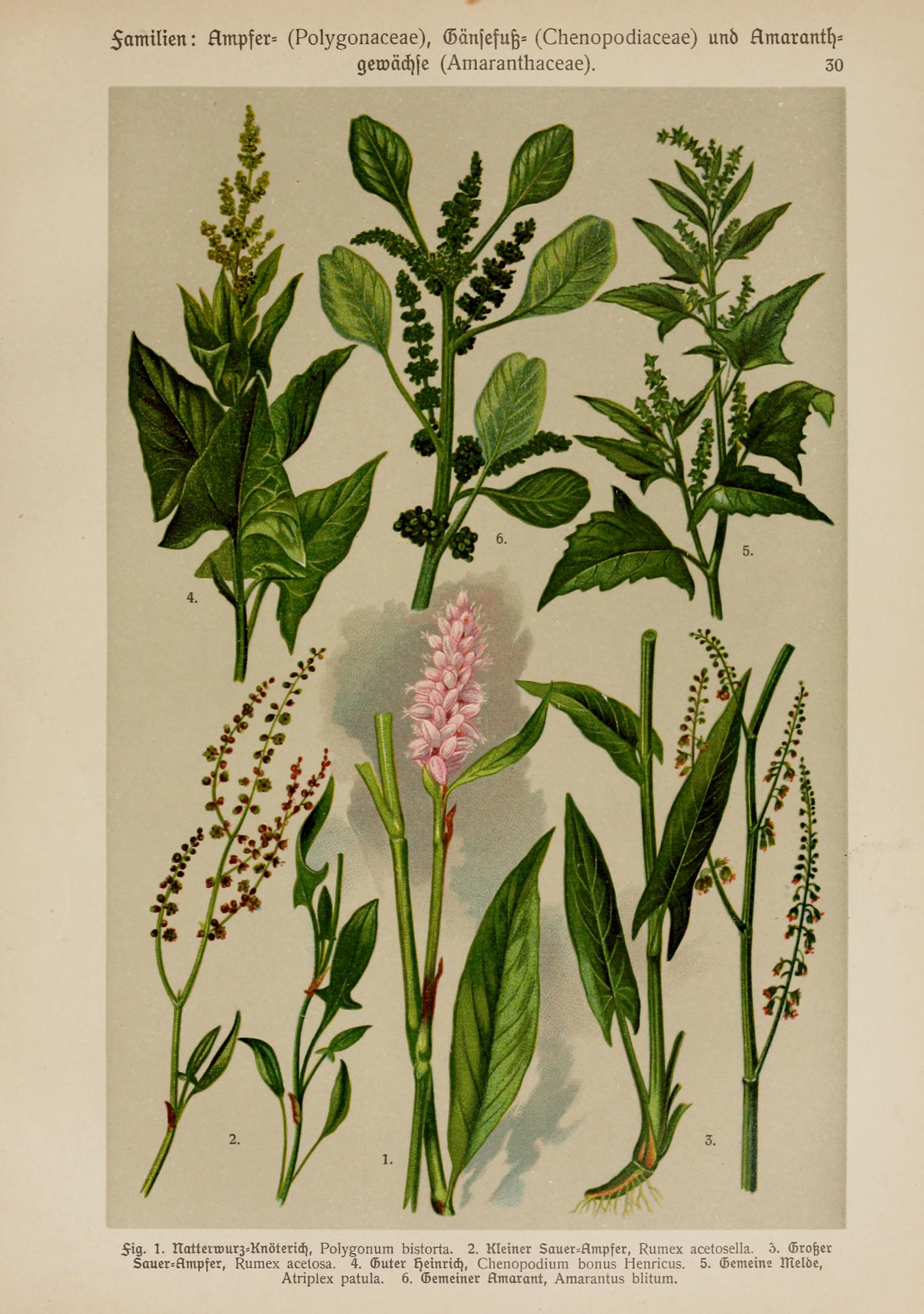 no full size  illustration available (3a)