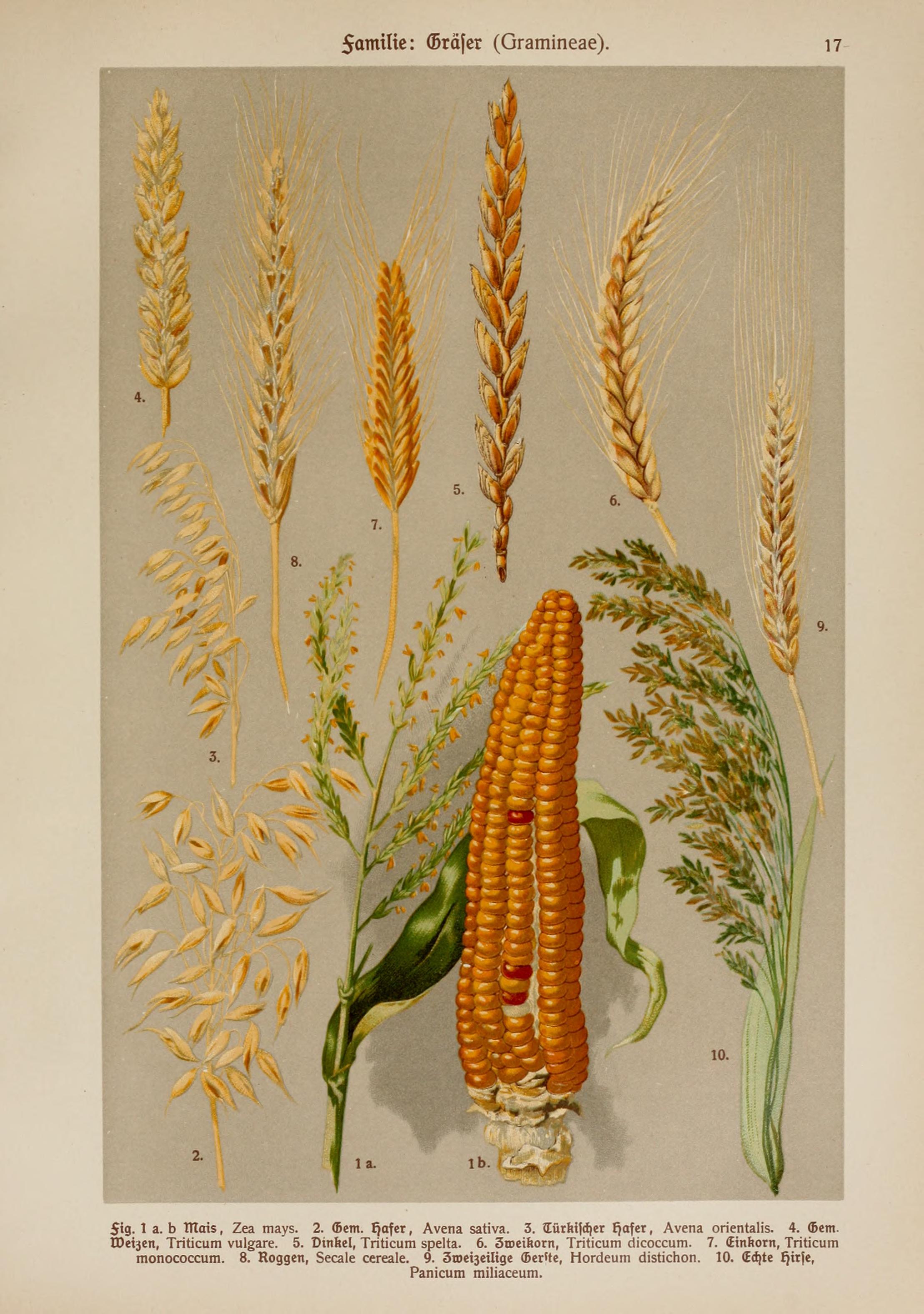 no full size  illustration available (3a)