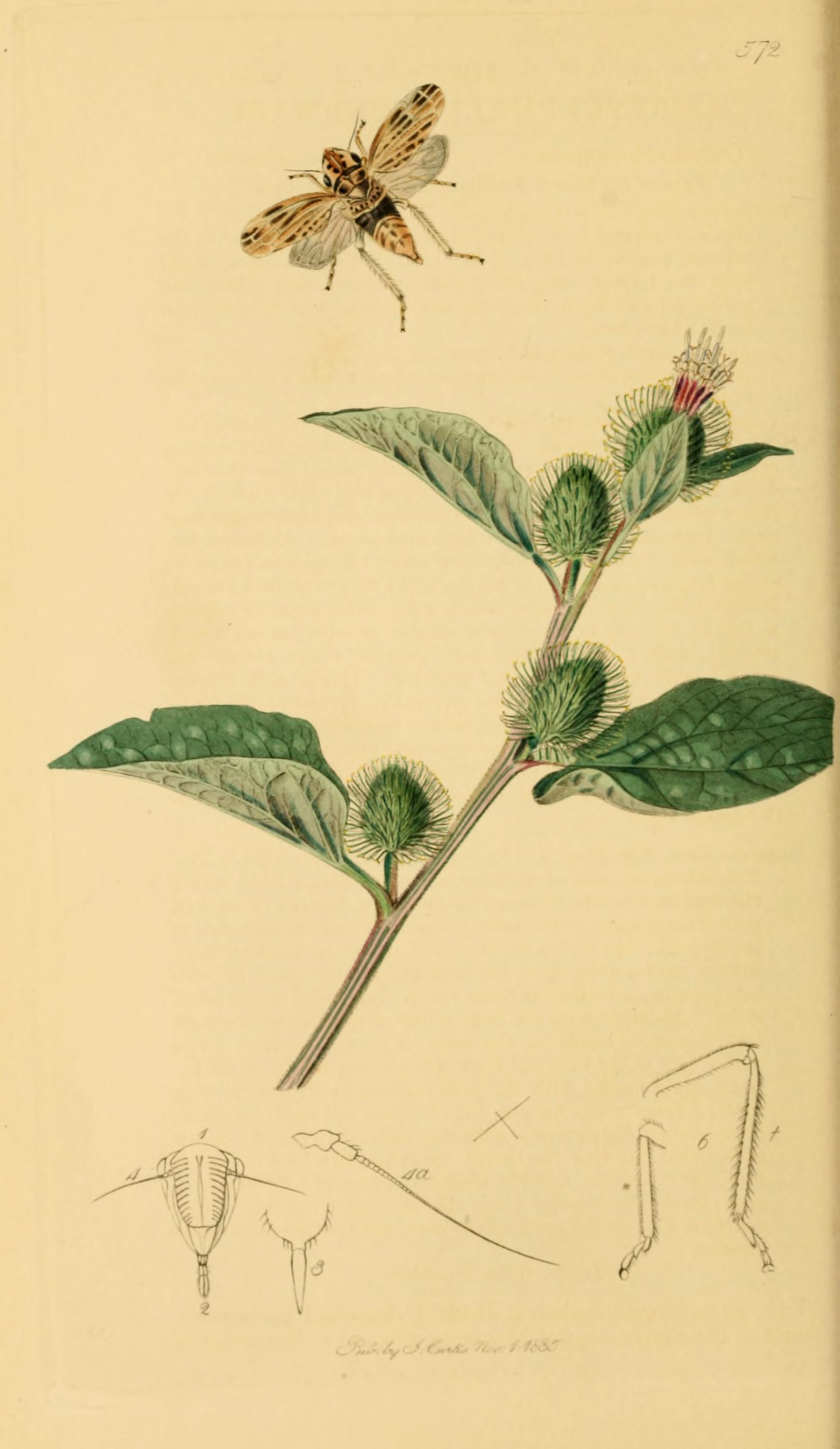 no full size  illustration available (3a)