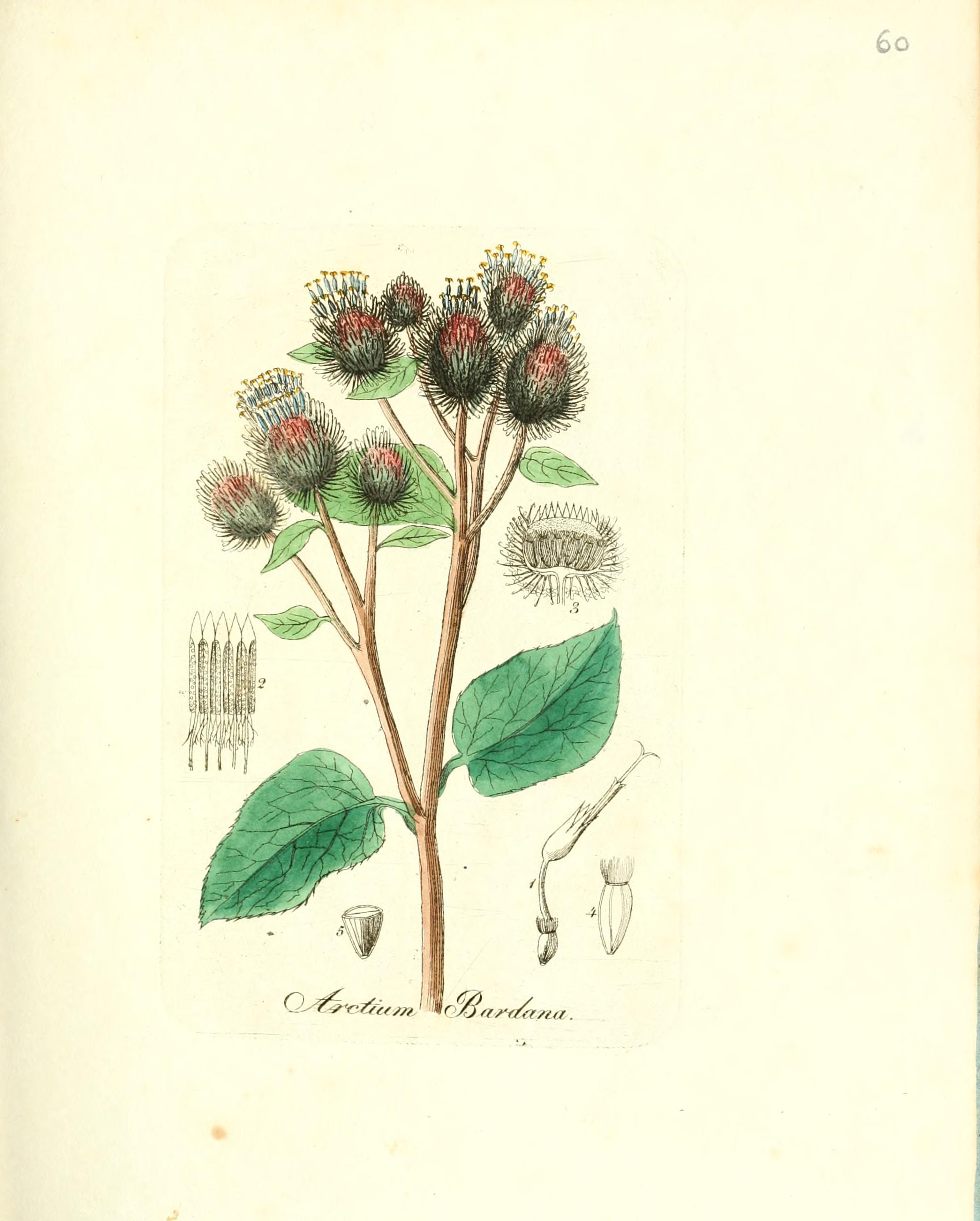 no full size  illustration available (3a)