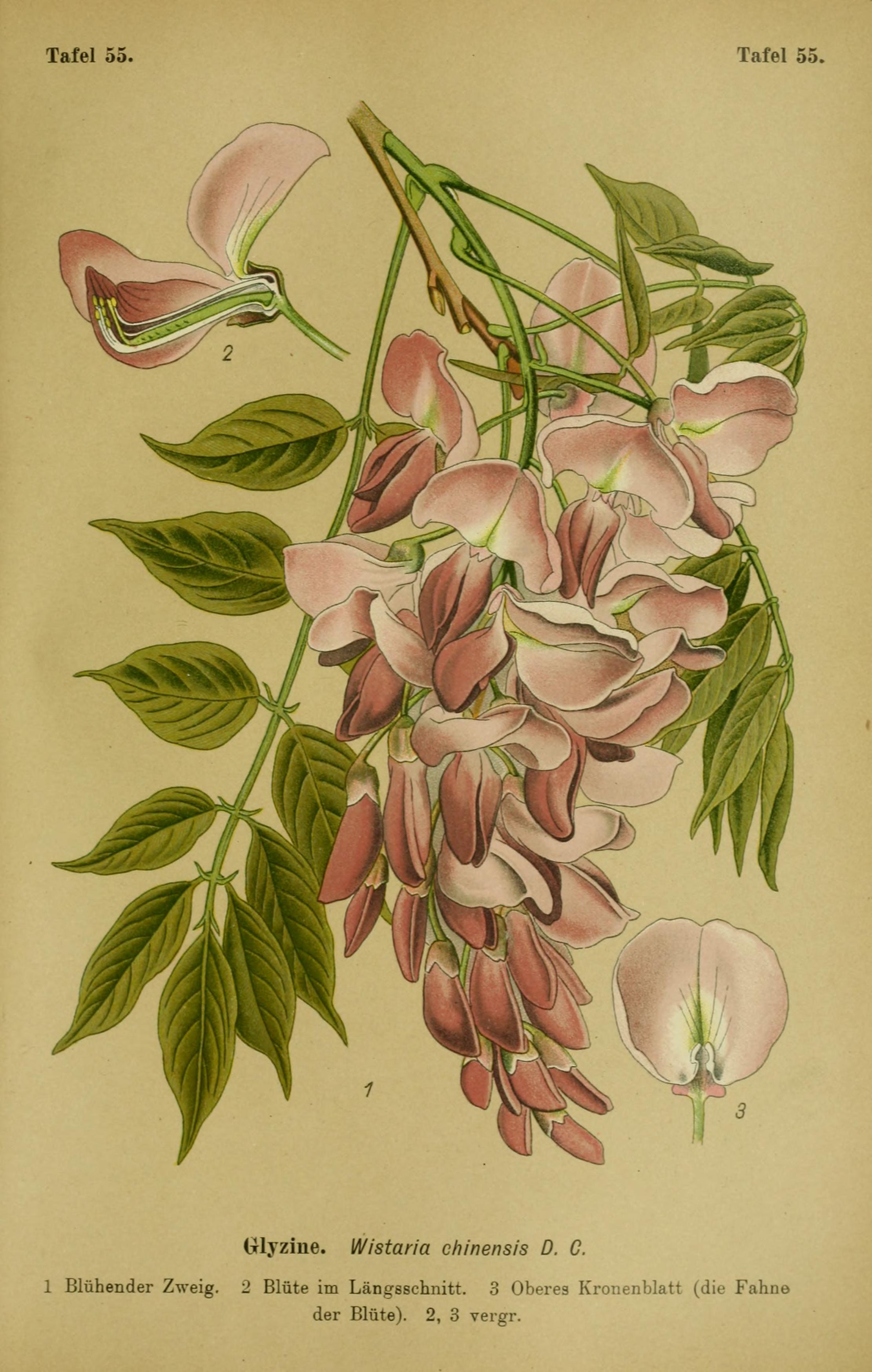 no full size  illustration available (3a)