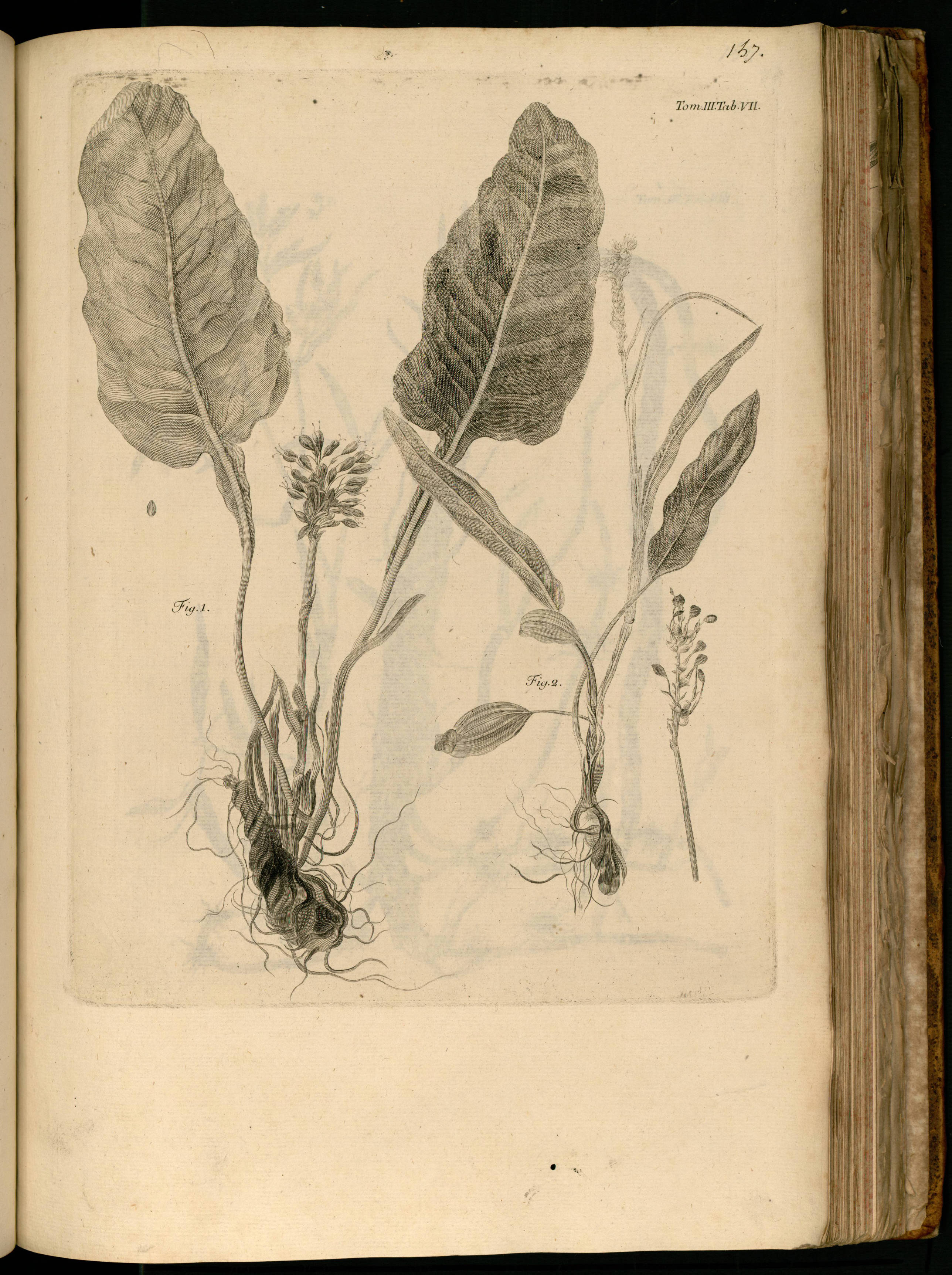 no full size  illustration available (3a)