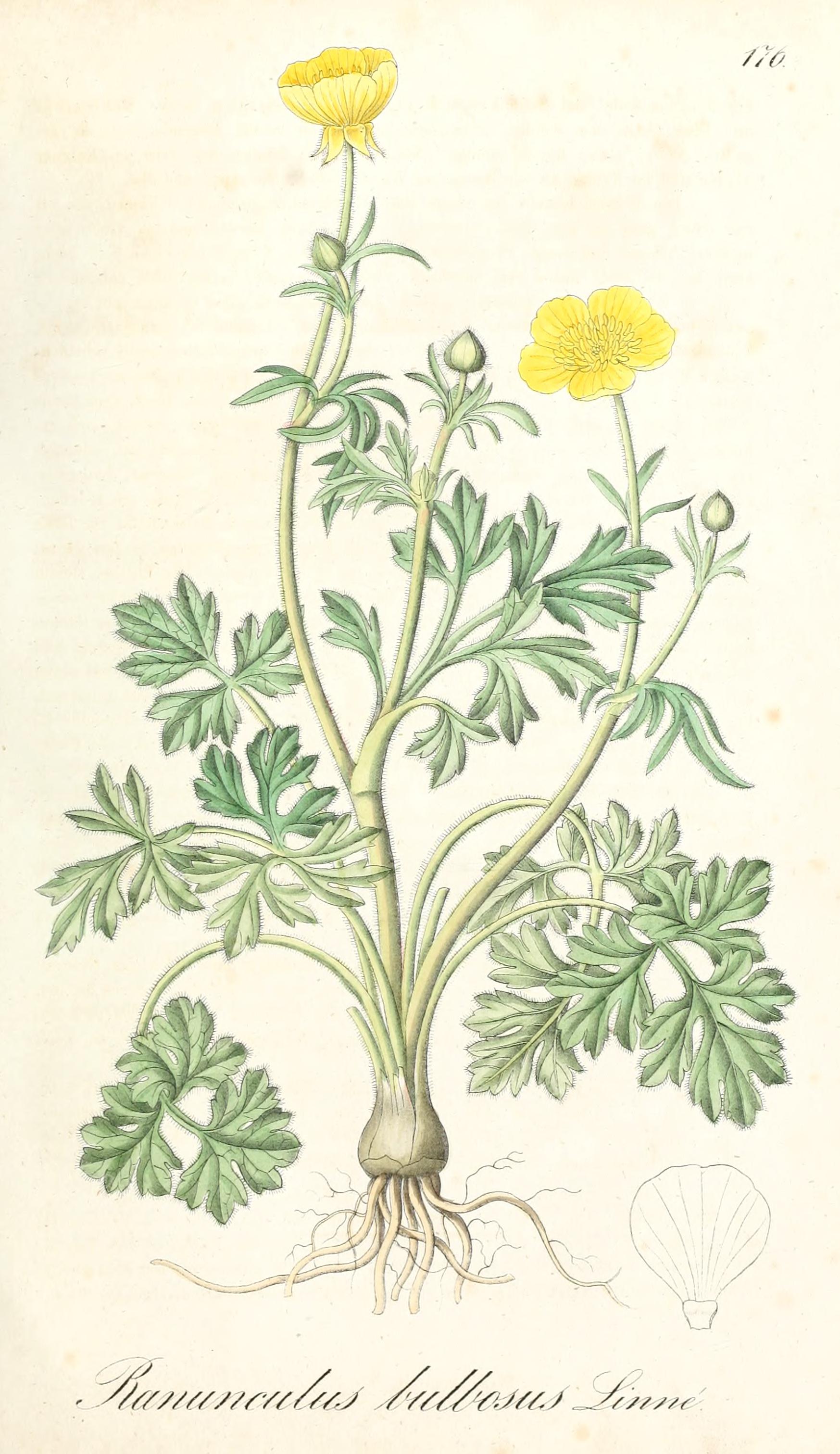 no full size  illustration available (3a)