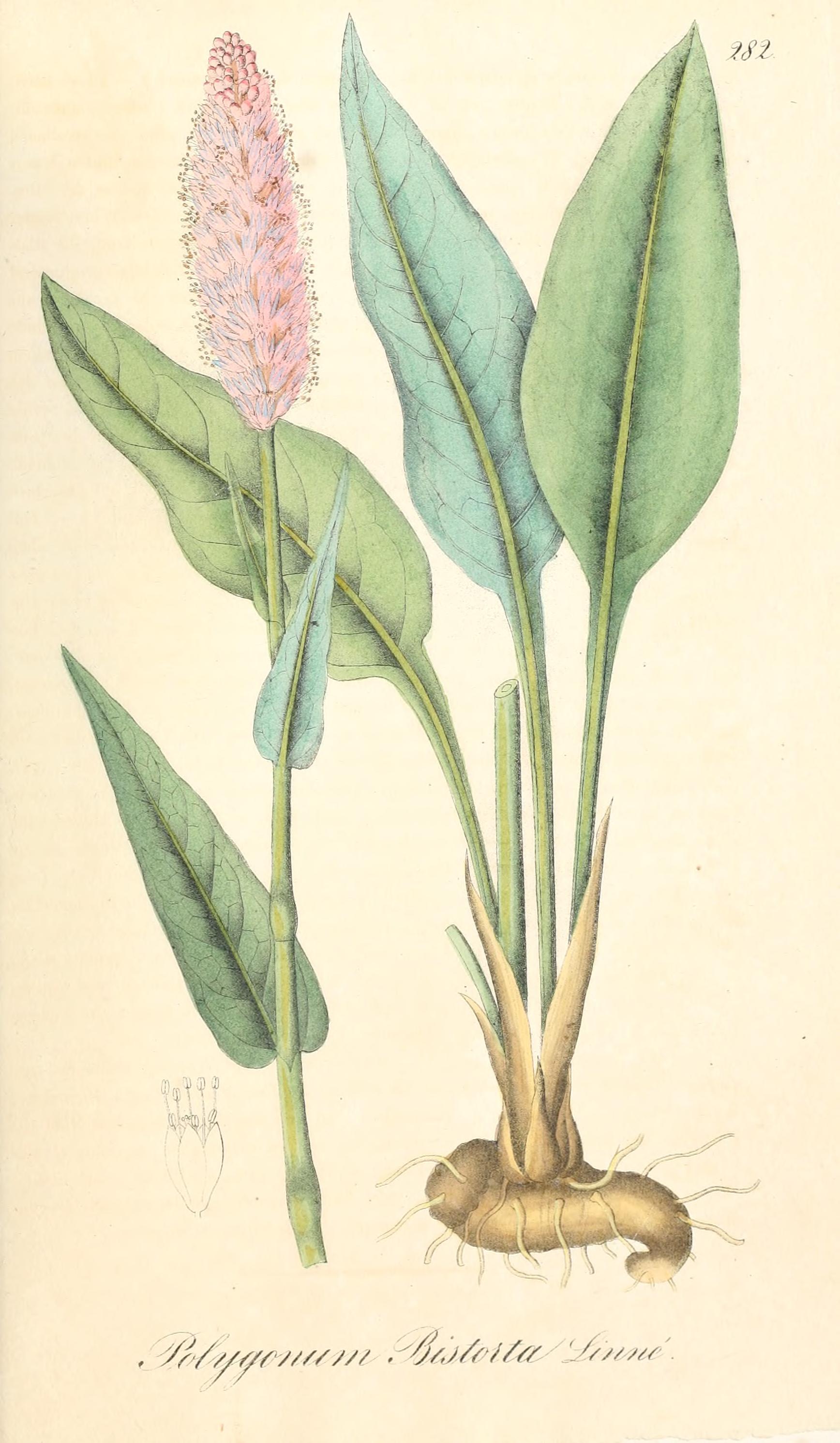 no full size  illustration available (3a)