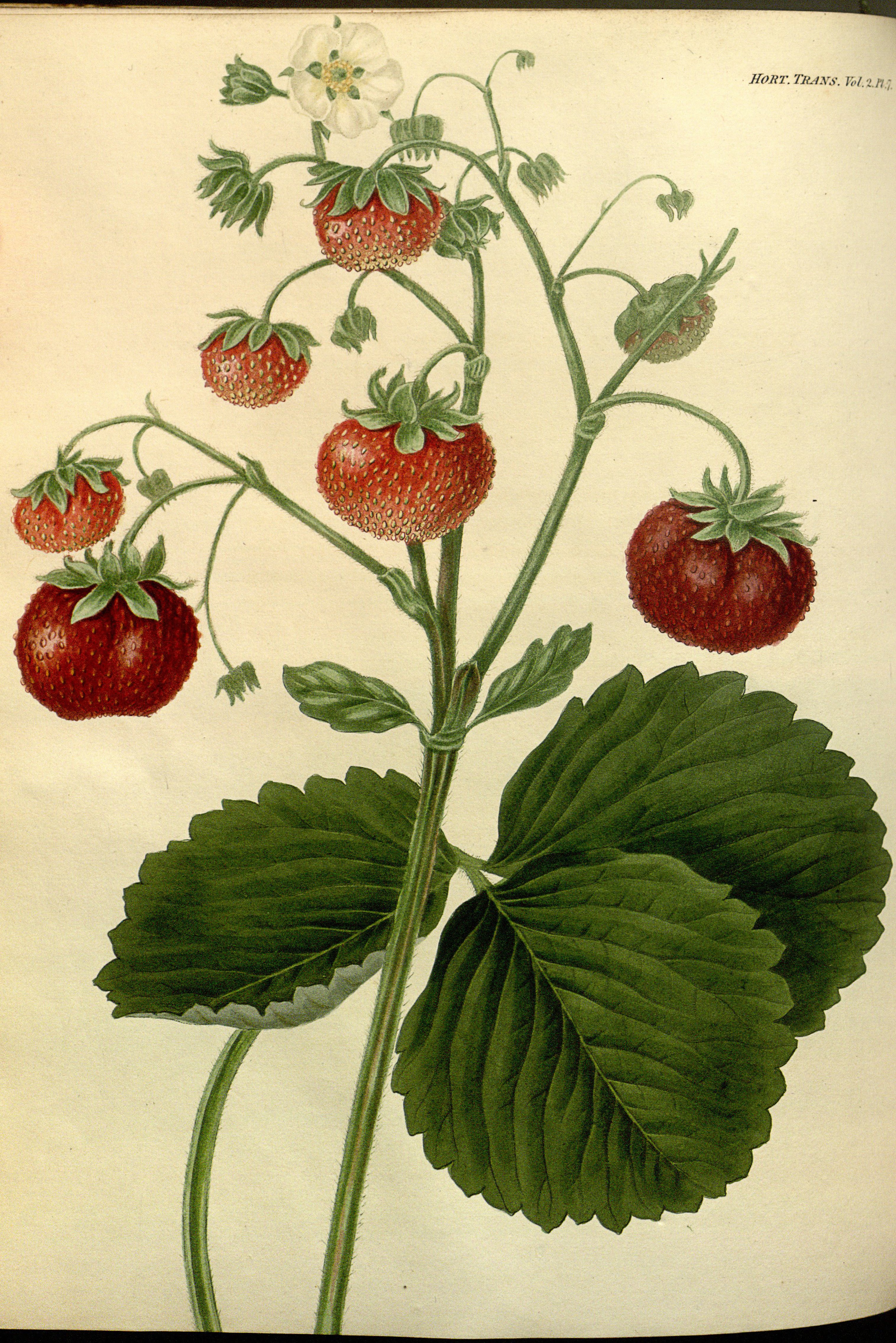 no full size  illustration available (3a)